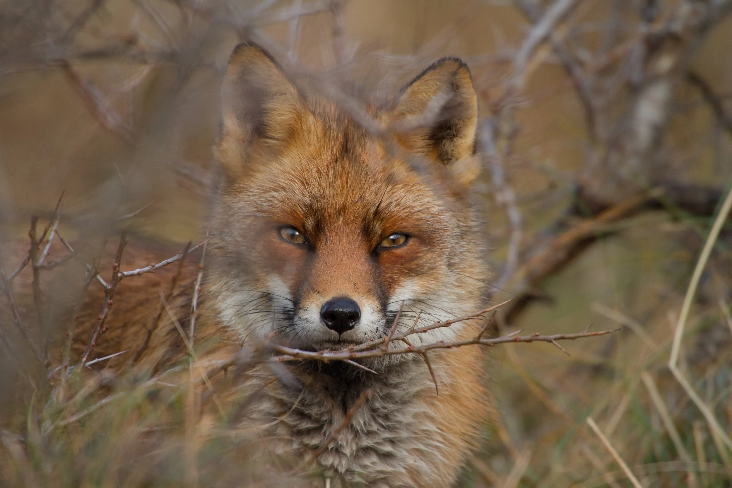 Fox Portrait
