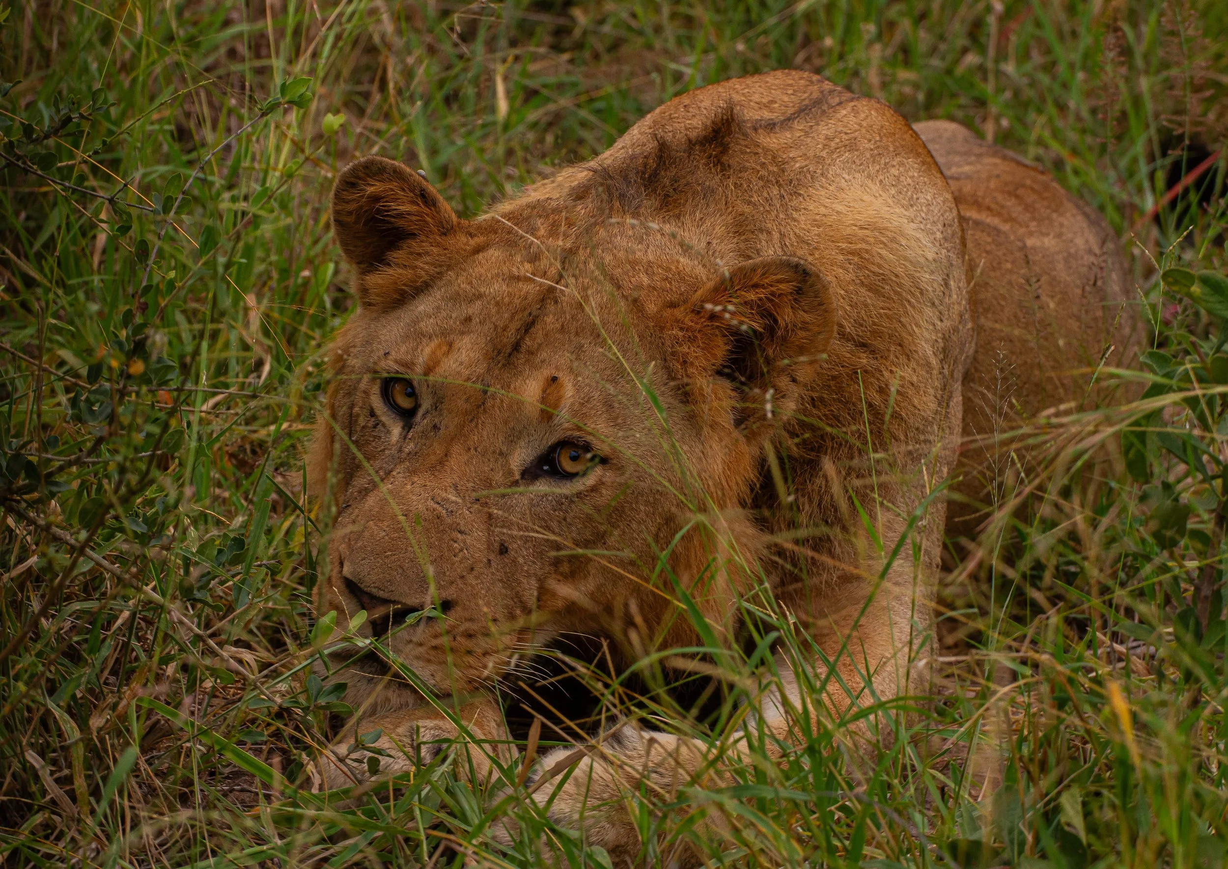 Lion lurking