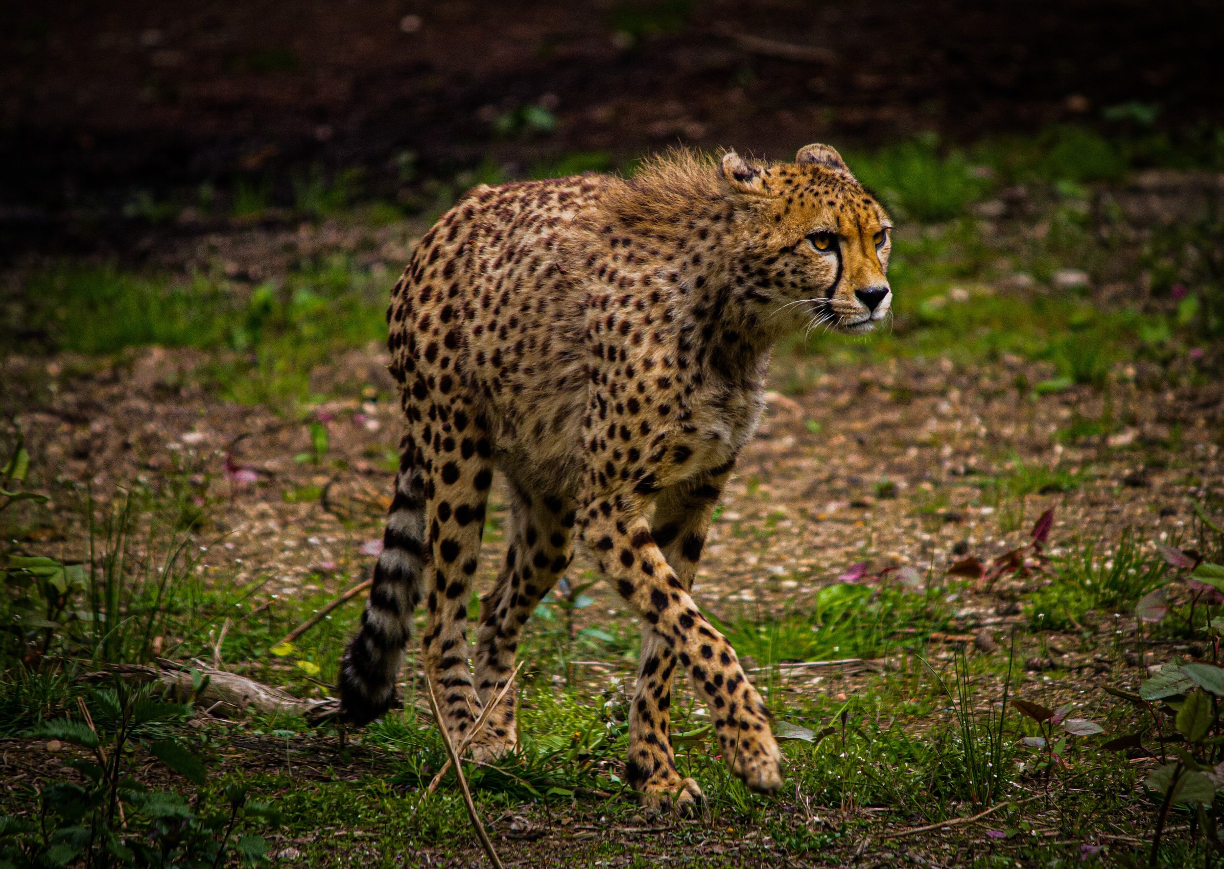 Cheetah