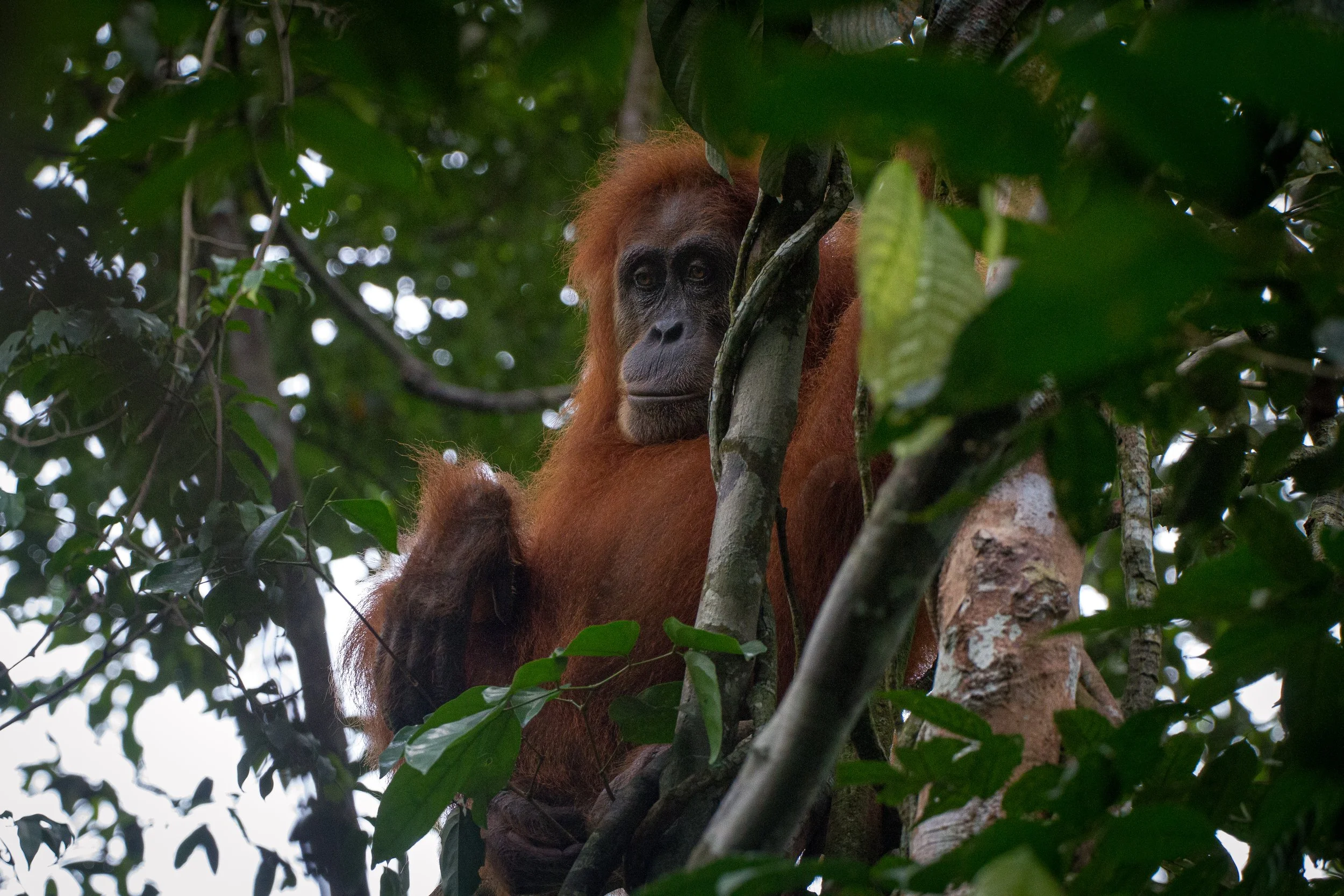 OrangUtan in the tree