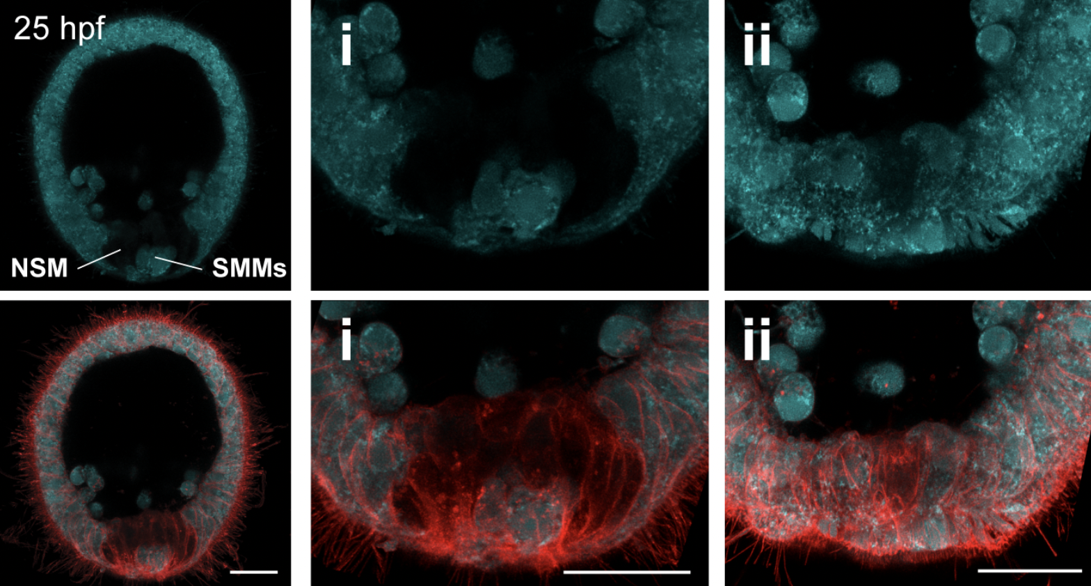 Early patterning of ABCB, ABCC, and ABCG transporters establishes unique territories of small molecule transport in the embryonic mesoderm and endoderm