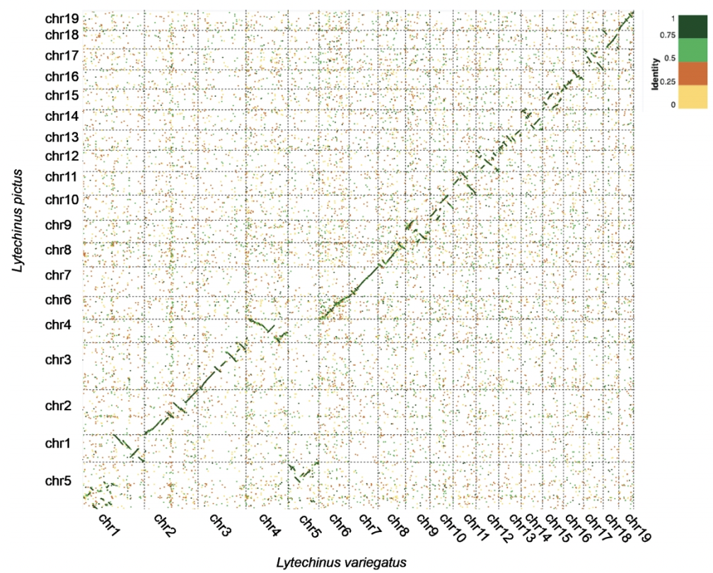 Chromosomal-level genome assembly of the painted sea urchin Lytechinus pictus, a genetically enabled model system for cell biology and embryonic development