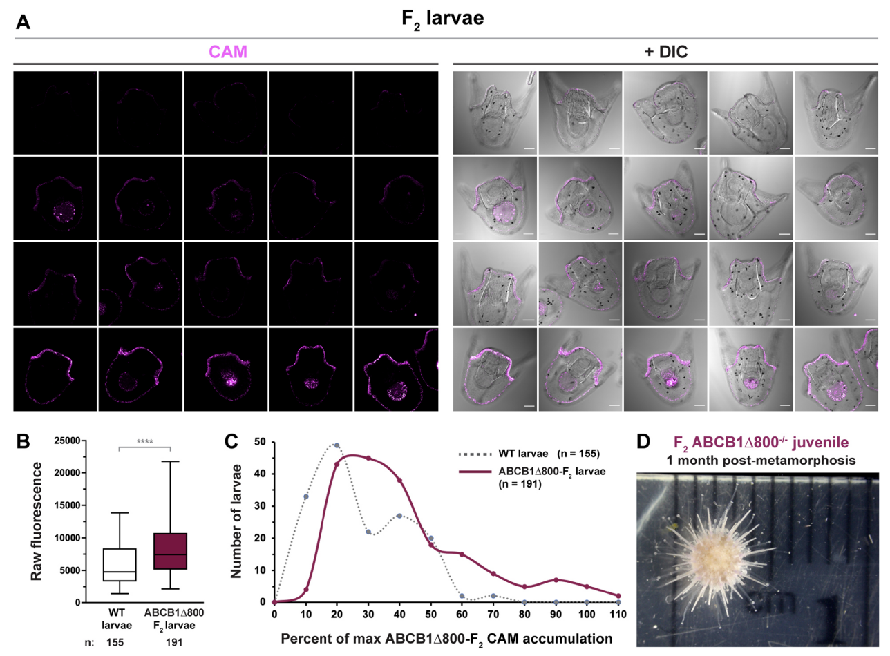 Generation of a homozygous mutant drug transporter (ABCB1) knockout line in the sea urchin Lytechinus pictus