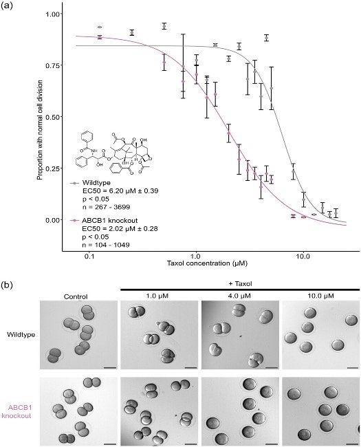 Semi-automated, high-content imaging of drug transporter knockout sea urchin (Lytechinus pictus) embryos
