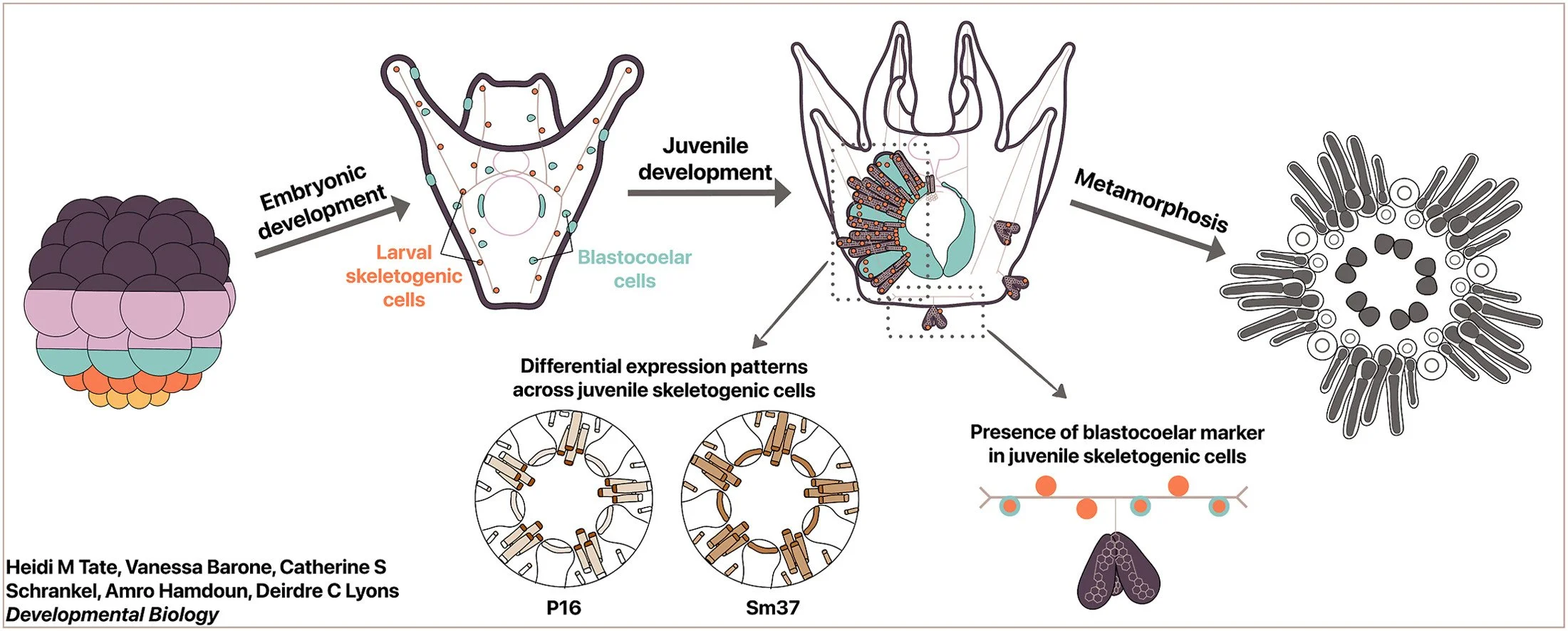 Localization and origins of juvenile skeletogenic cells in the sea urchin Lytechinus pictus