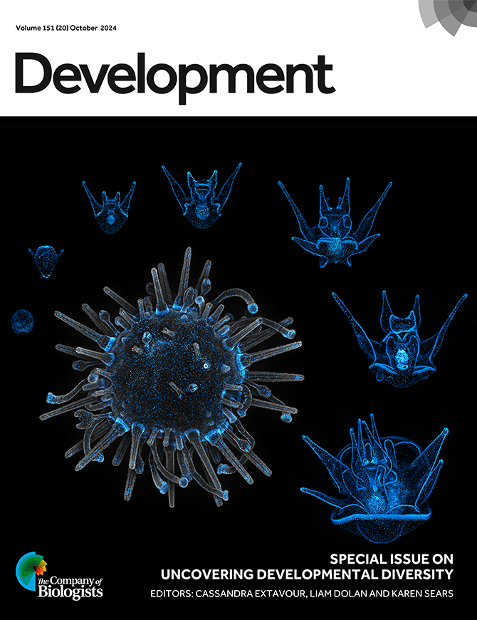 Stable germline transgenesis using the Minos Tc1/mariner element in the sea urchin Lytechinus pictus