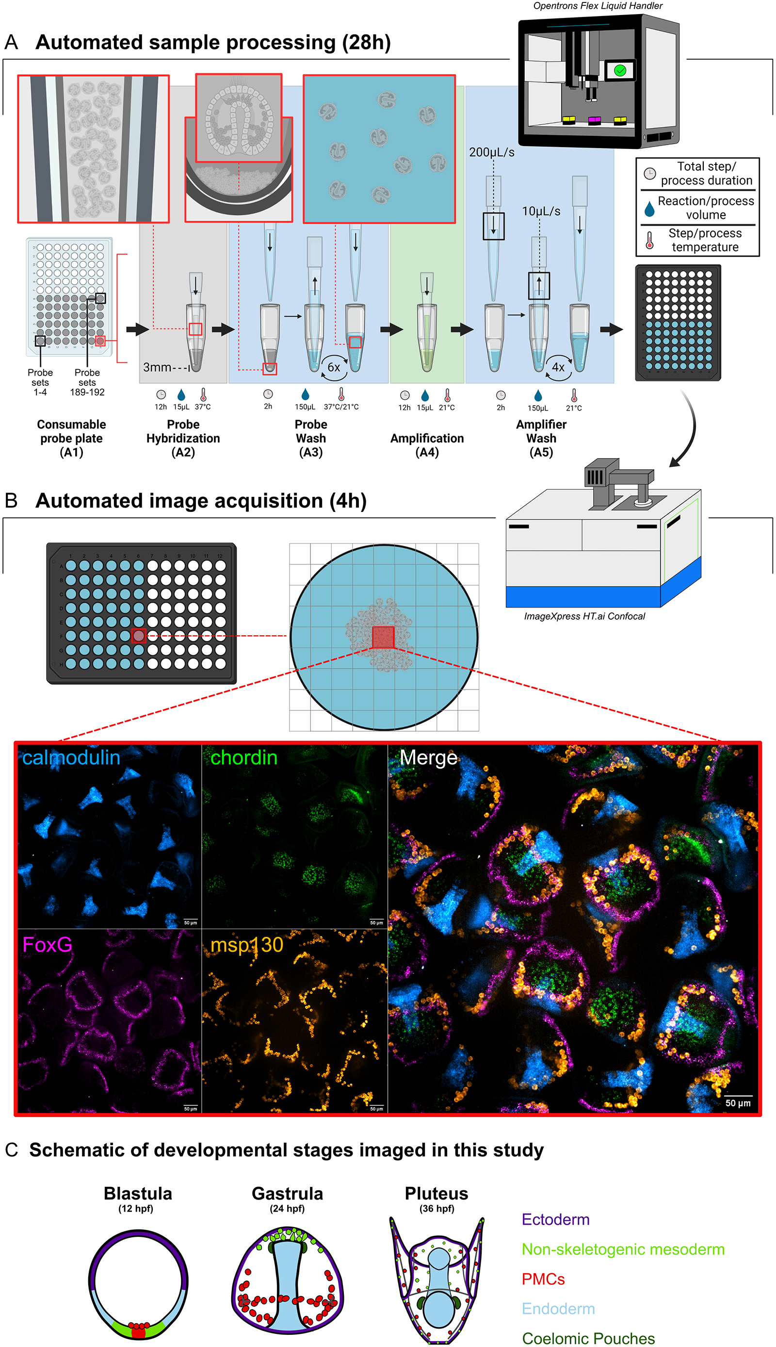 Automated, high-throughput in situ hybridization of sea urchin (Lytechinus pictus) embryos