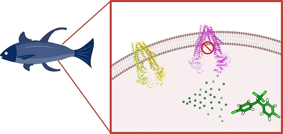 Cryo-EM Structures of Apo and DDT-Bound P-Glycoprotein in Yellowfin Tuna