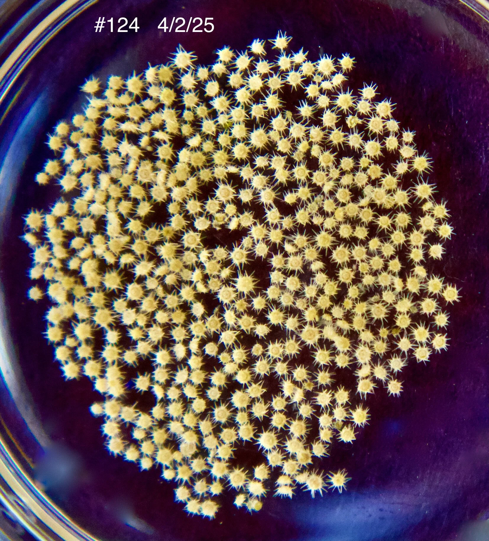 Cryopreservation of sea urchin (Lytechinus pictus) embryos and development through metamorphosis