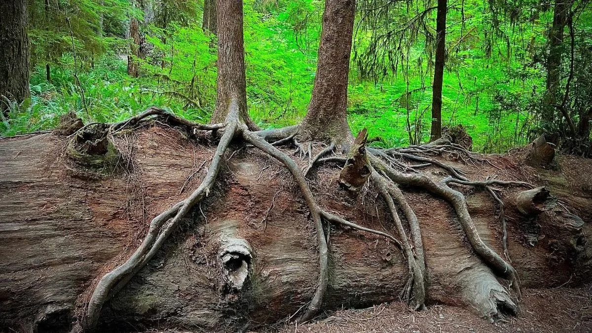 The Life of Trees, Rooted in Our Watersheds (Guest Speaker: Christy Randazzo)