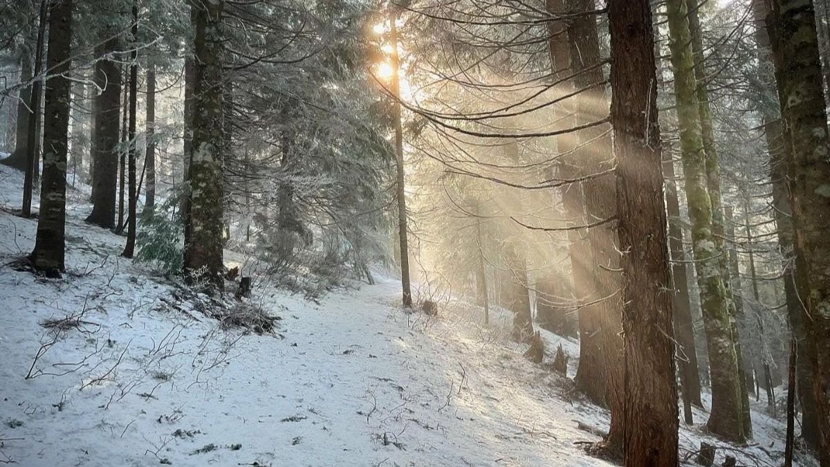 Light Within, Light Shared