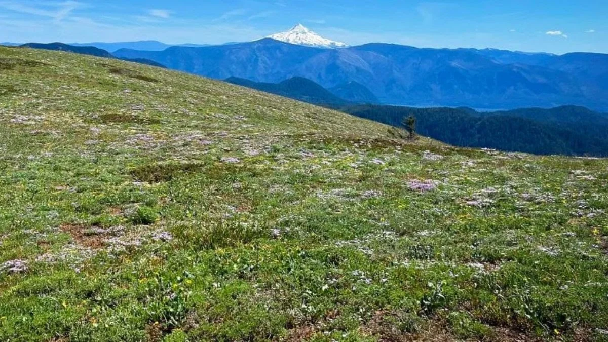 Wisdom&nbsp;in Challenging Times