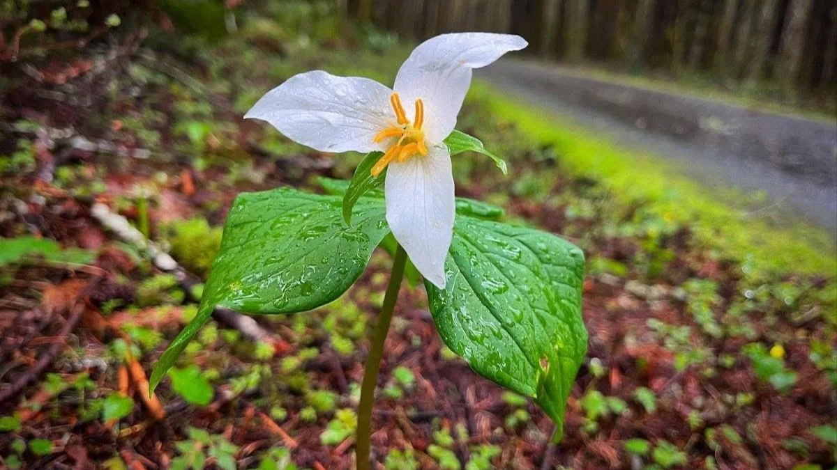 Resurrection is Liberation