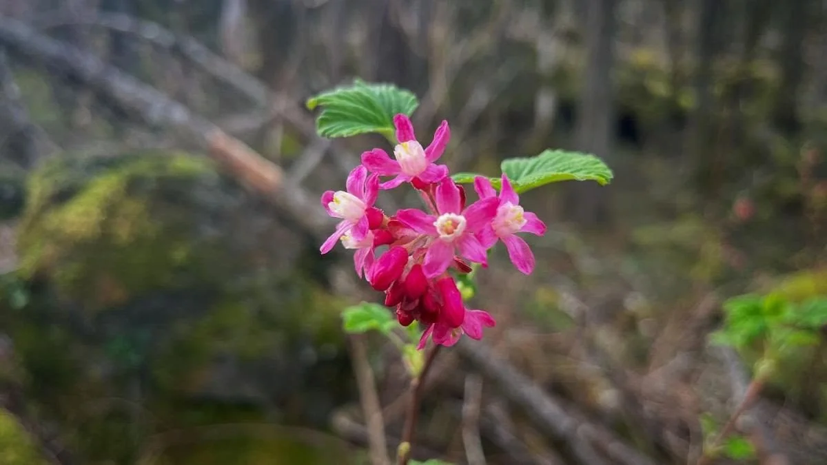 Extended Open Worship