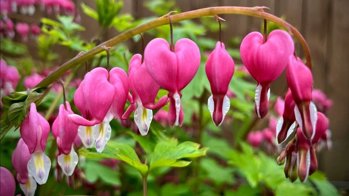 Our Hearts Burning (Guest Speaker: Rachel Wheeler)