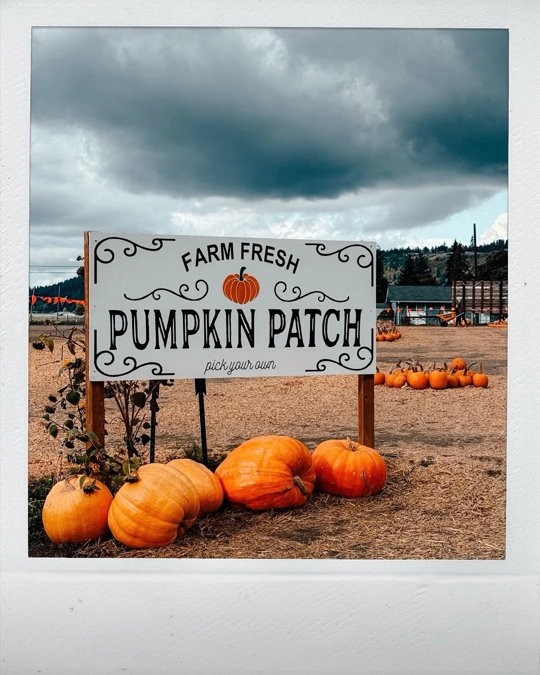 It wouldn’t be October without a pumpkin patch trip! 🎃
Back at @knutsonfarmsinc for pumpkins galore, a corn maze adventure, kettle corn, and all the cozy fall things.✨ 
#pumpkinpatch #knutson #pumpkins #pumpkinpatchfun #october #picoftheday #