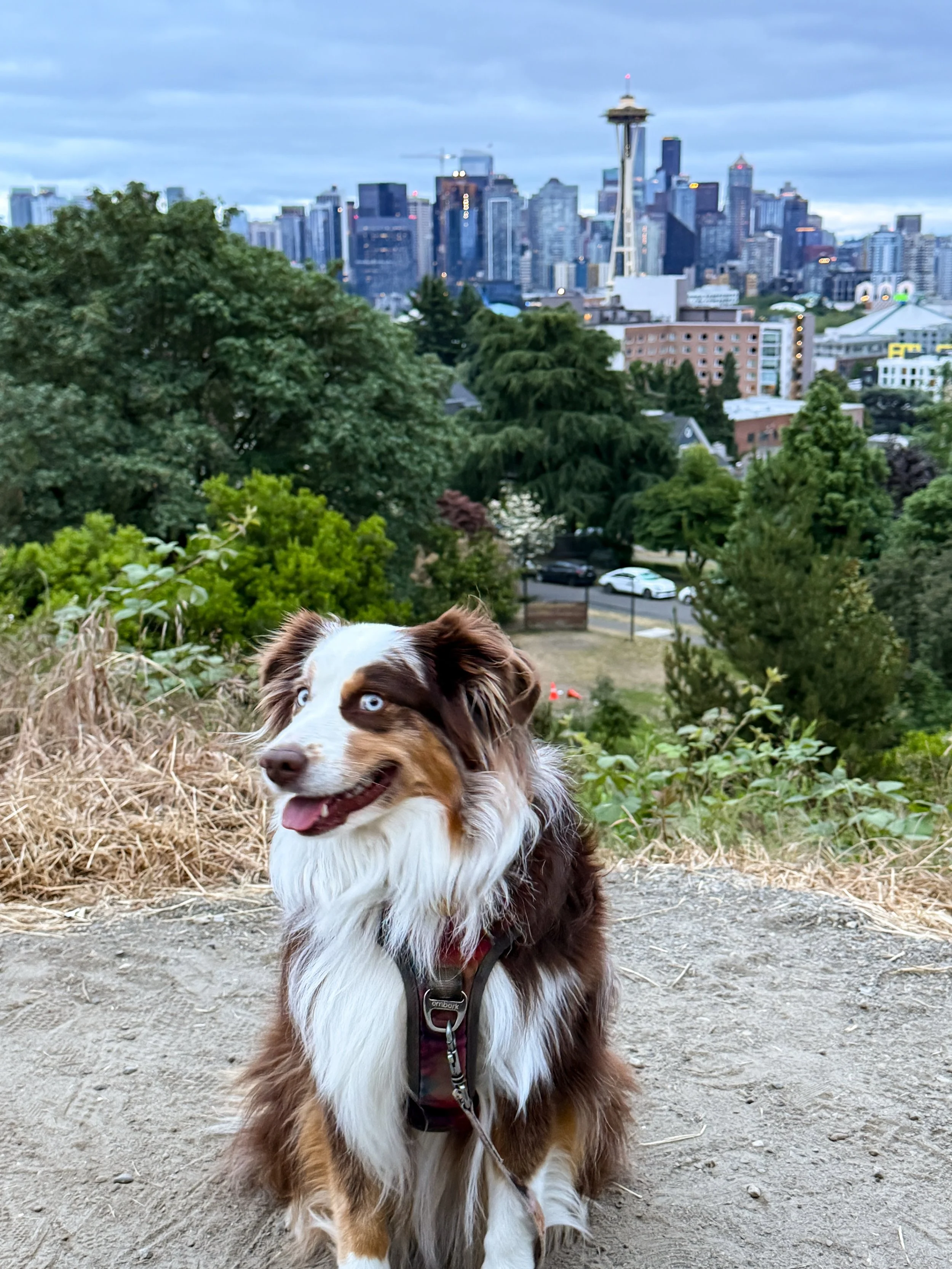Co się dzieje kiedy pańcia ma szalone pomysły i nie może spać? Mini sesja przy Space Needle z @kropka.the.aussie o 5:30 rano⏰📸✨

#spaceneedle #kropkatheaussie #miniaustralianshepard #australijczyk #seattle