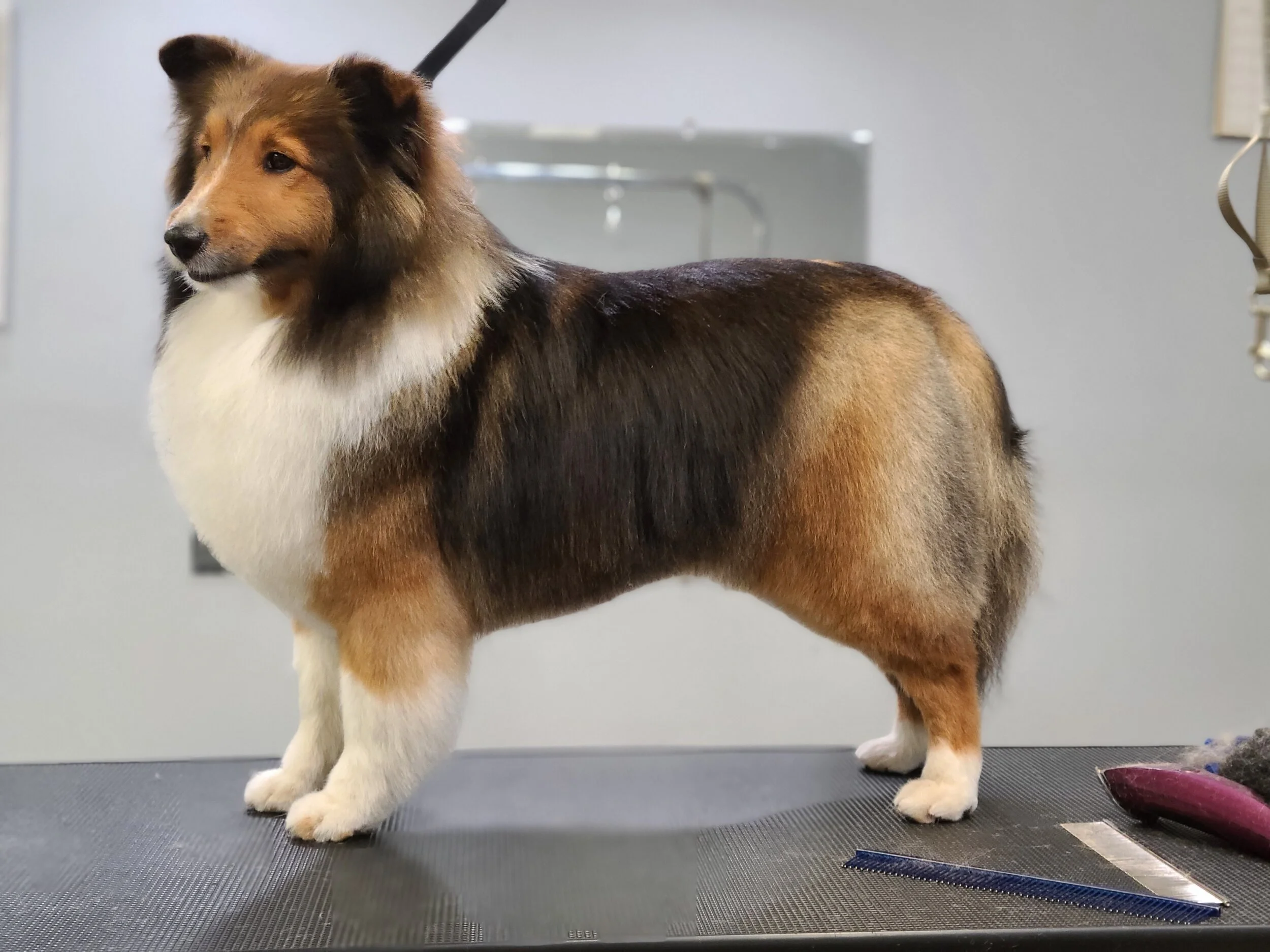 The Travelling Dog Groomer