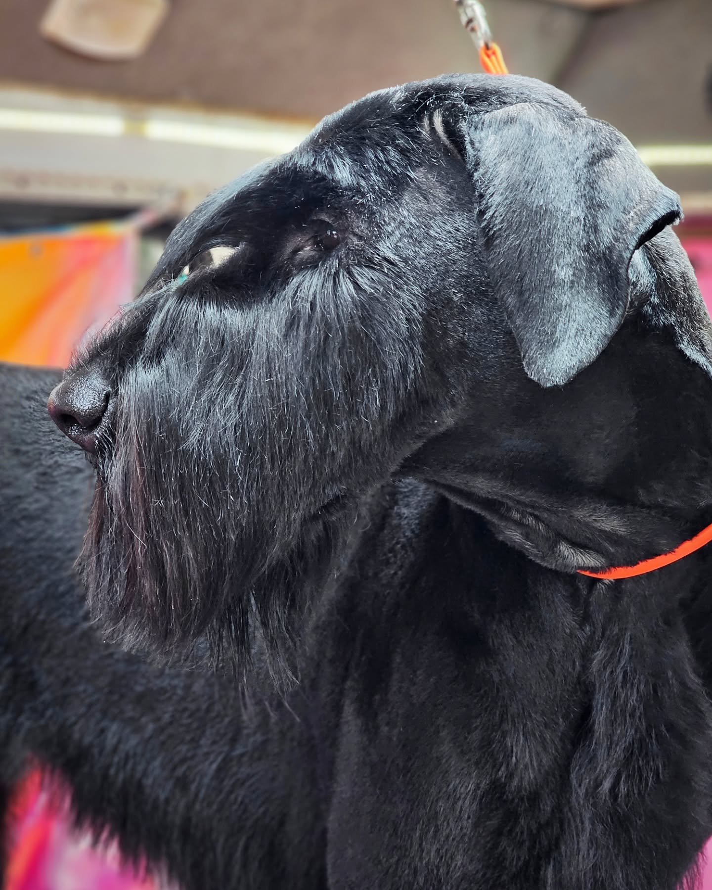 After 3 grooming sessions I finally got miss Peach looking like a proper Giant Schnauzer! I love renovating a breed trim! @lizjens_ I love your dog 🤩
@farahshears use my code Shareena10 for a discount!
@hyponic.americas @alphagroomingproducts
#g