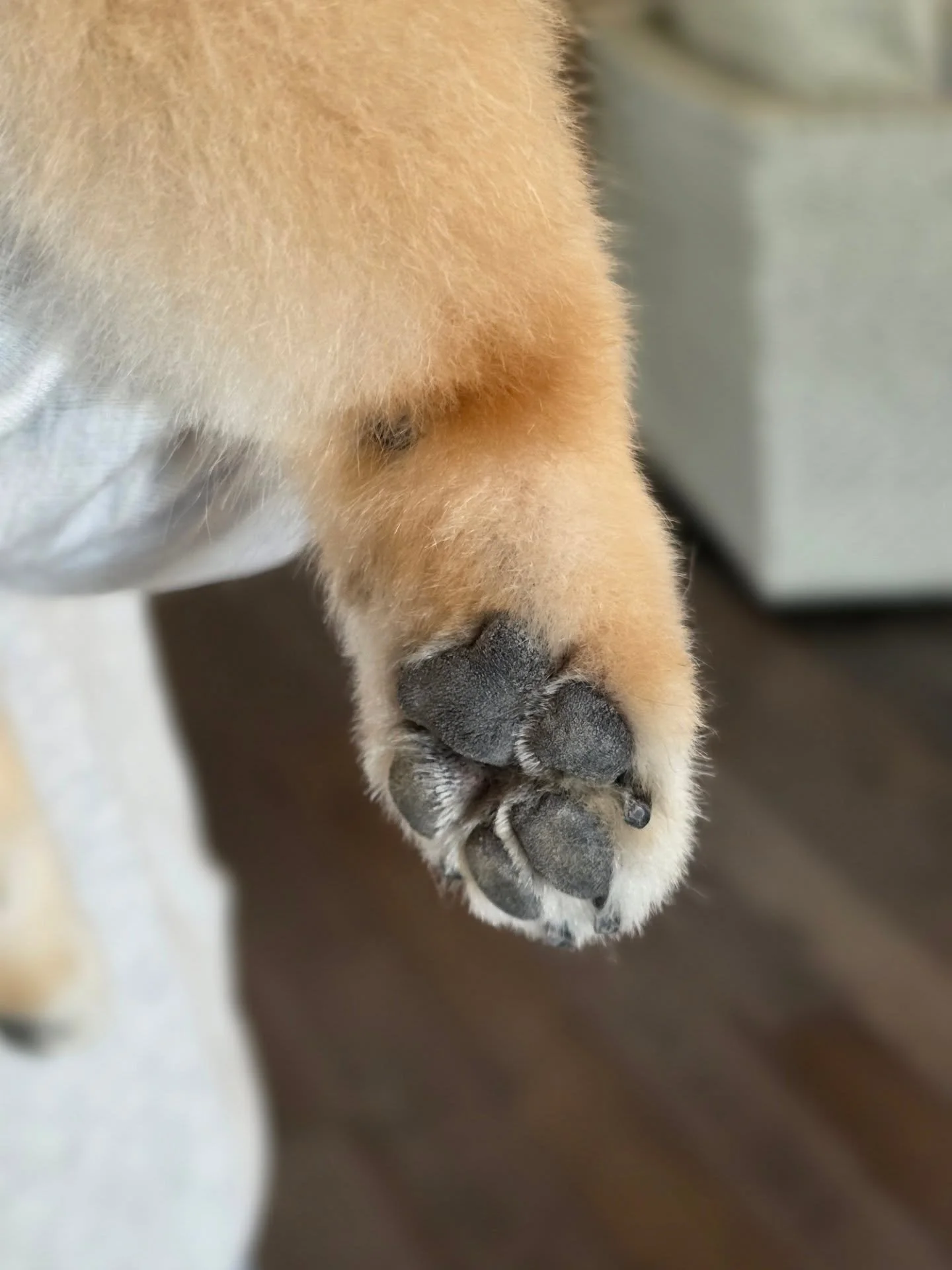 Ugh I can't even. 
#toebeans #pomeranian #pompom #doggrooming
