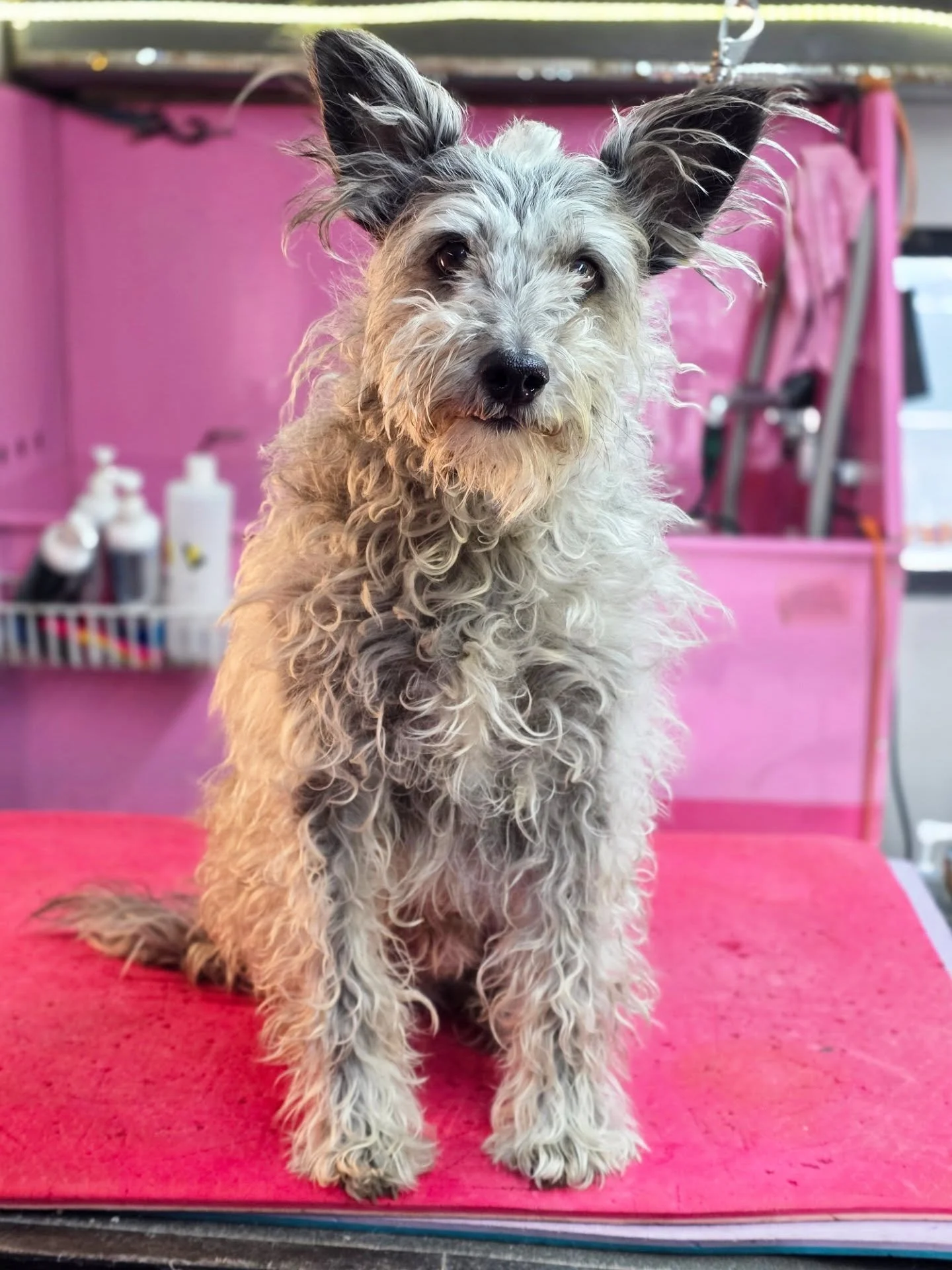 I love a good makeover 🥰 everybody, meet Chancho! The goodest boy of @growingwildbv. Thanks Madi for trusting me with your sweet angel! 
#mobiledoggrooming #doggroomer #schnauzers