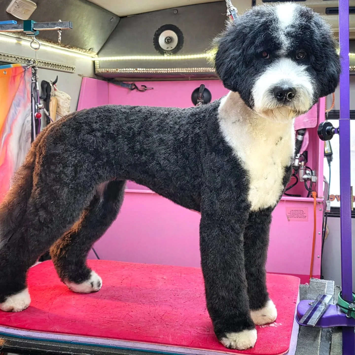 NEW CLIENT ALERT OMG
You guys this is Miley! Big thanks to @ginaforchaffee for the referral! I love a makeover!
#bernedoodle #bernedoodlepuppy #bernedoodlesofinstagram #mobiledoggrooming