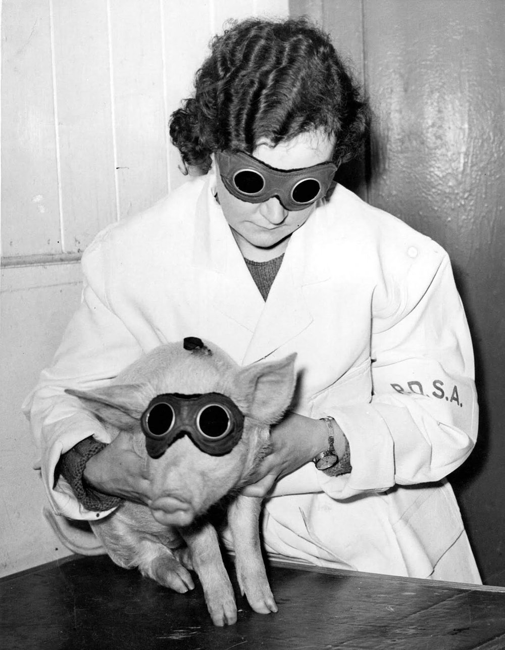  A piglet which is being treated by the PDSA (People’s Dispensary for Animals) in Ilford with a sun ray lamp, to cure a skin ailment. 1938. 