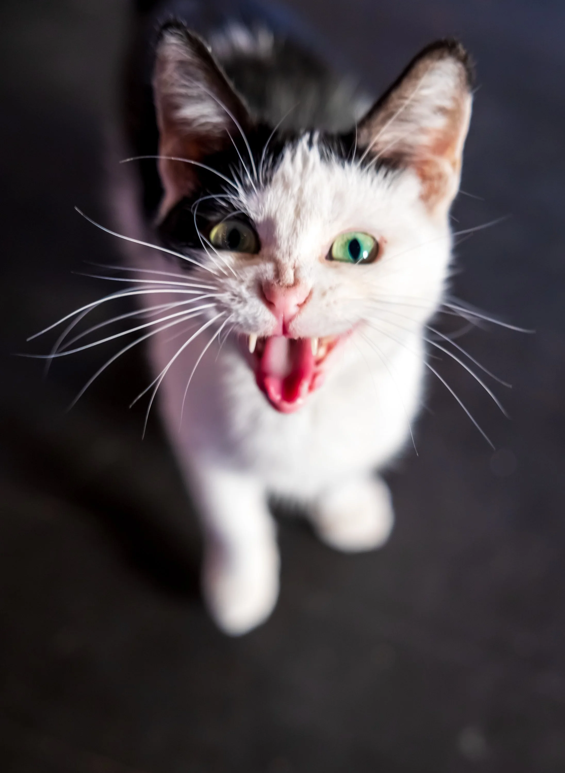 A close-up of a black and white cat with green eyes, mouth open showing small sharp teeth, appearing to be meowing or angry.