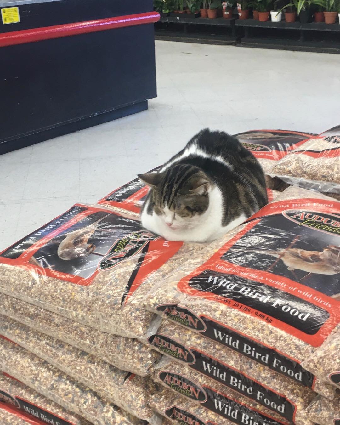 One of two resident cats at DIY hardware, Burbank.