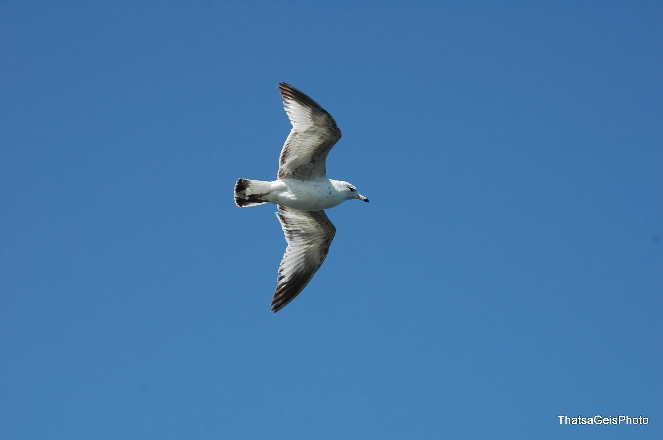 DSC_2251.jpg