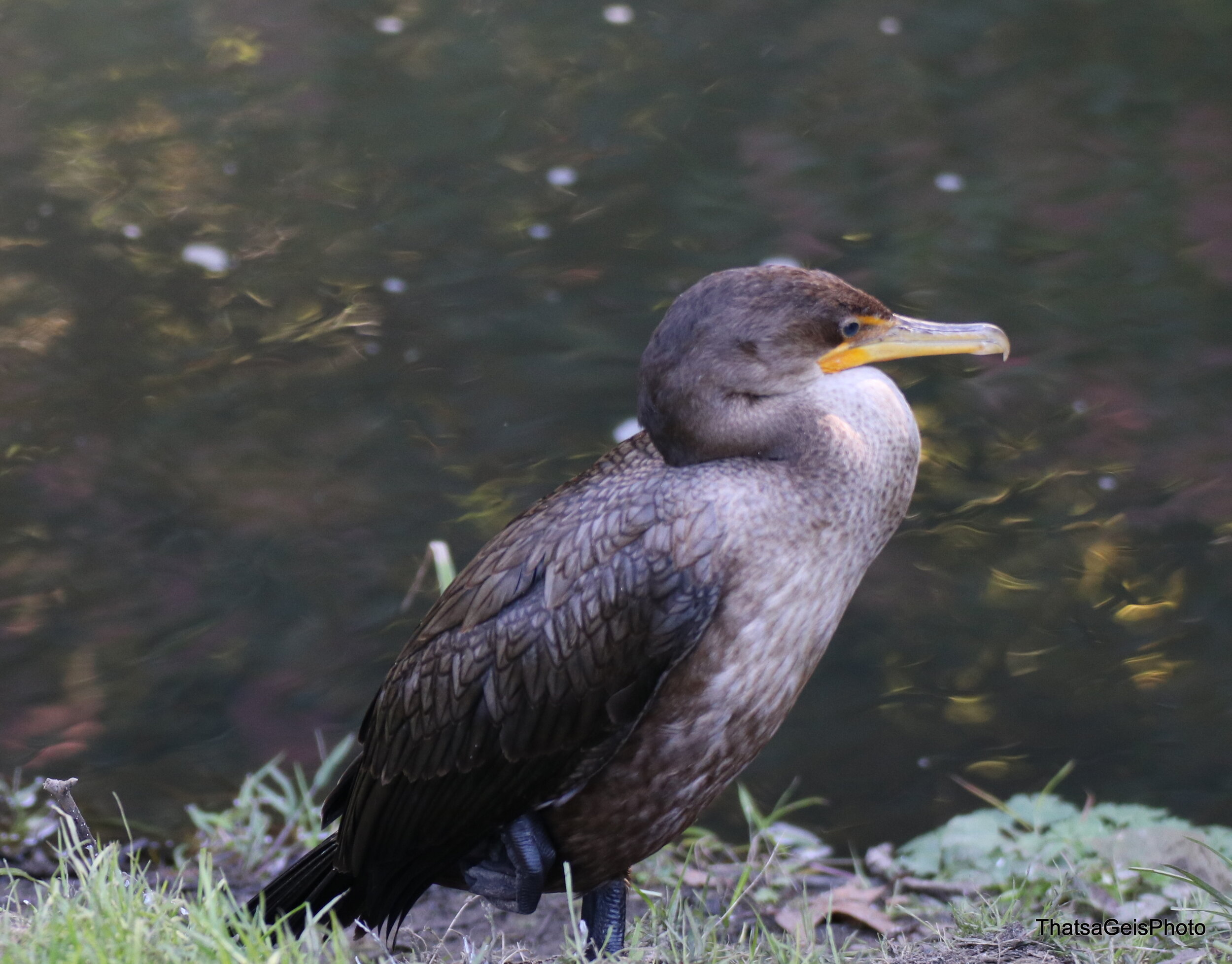 1507-IMG_0734 - Copy.jpg