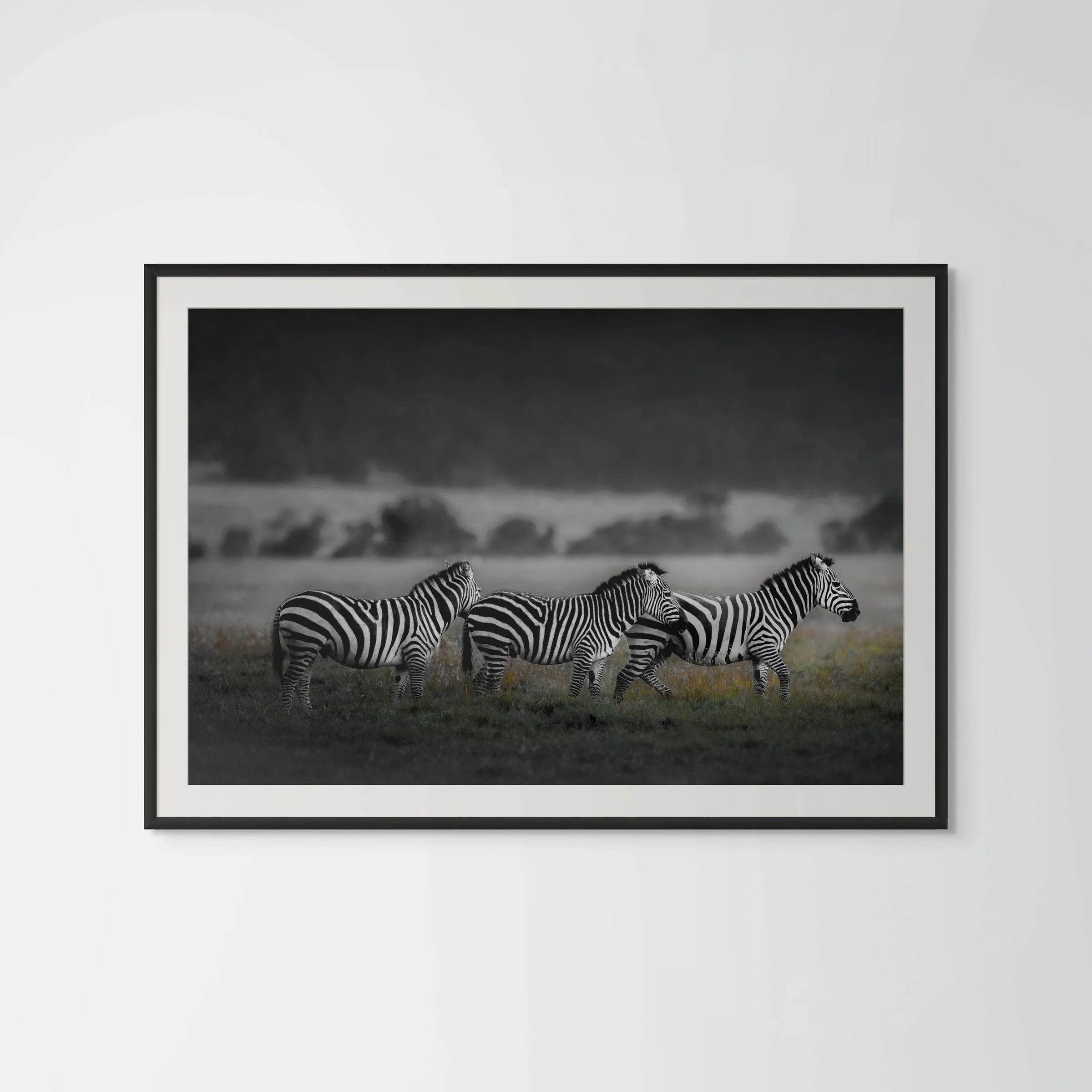 harmony white background-large.jpg