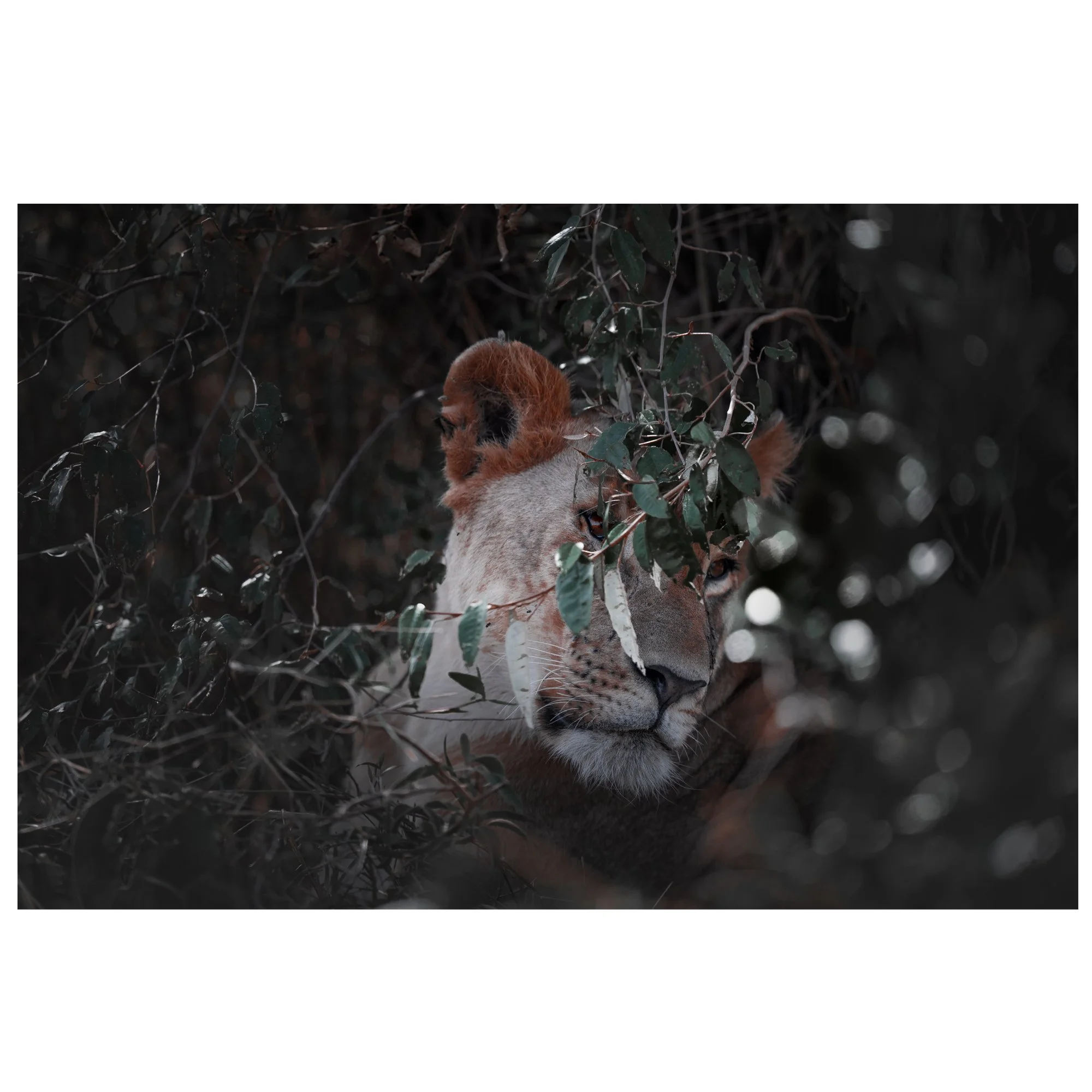 Shrouded 1x1 Ecom.jpg