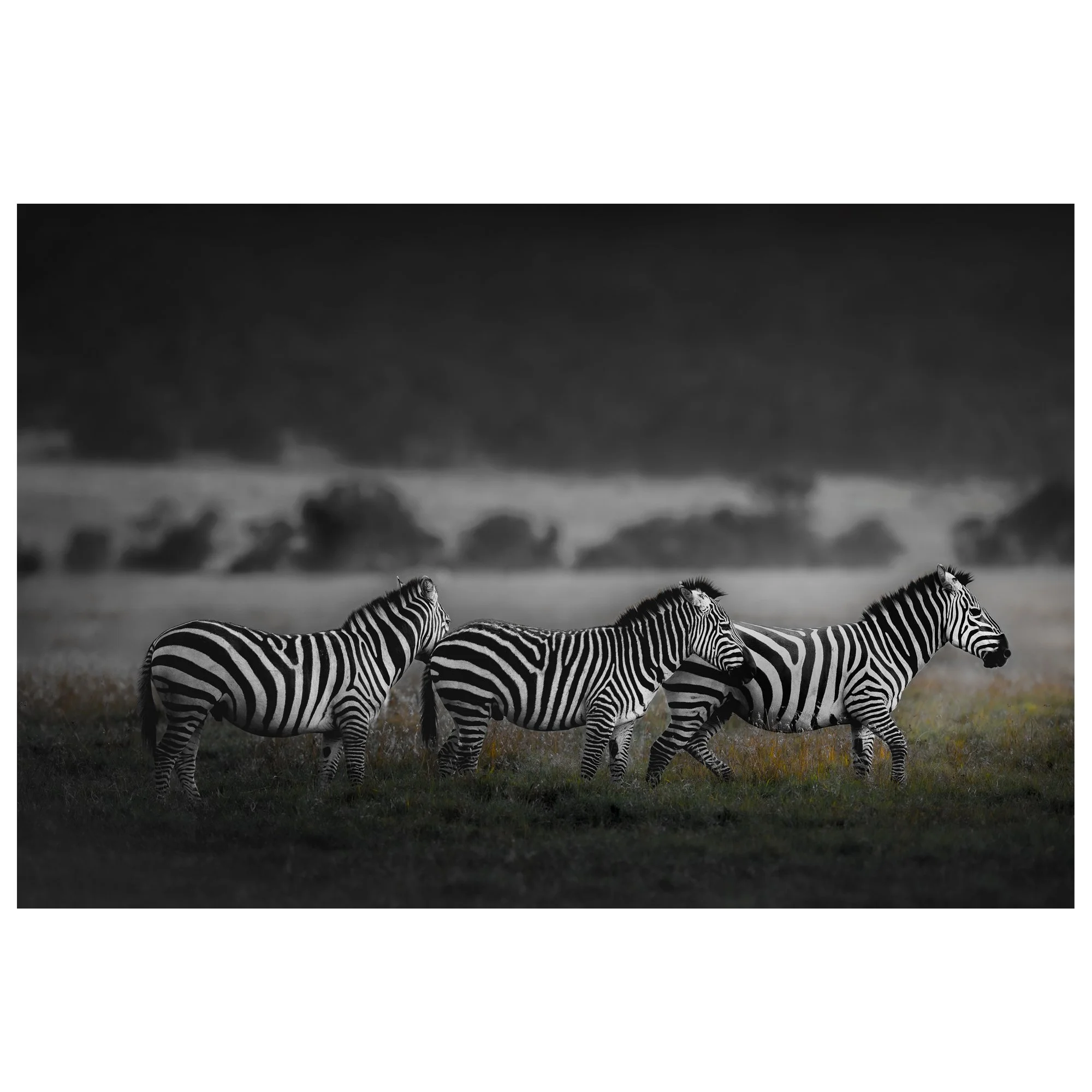 Harmony 1x1 Ecom.jpg