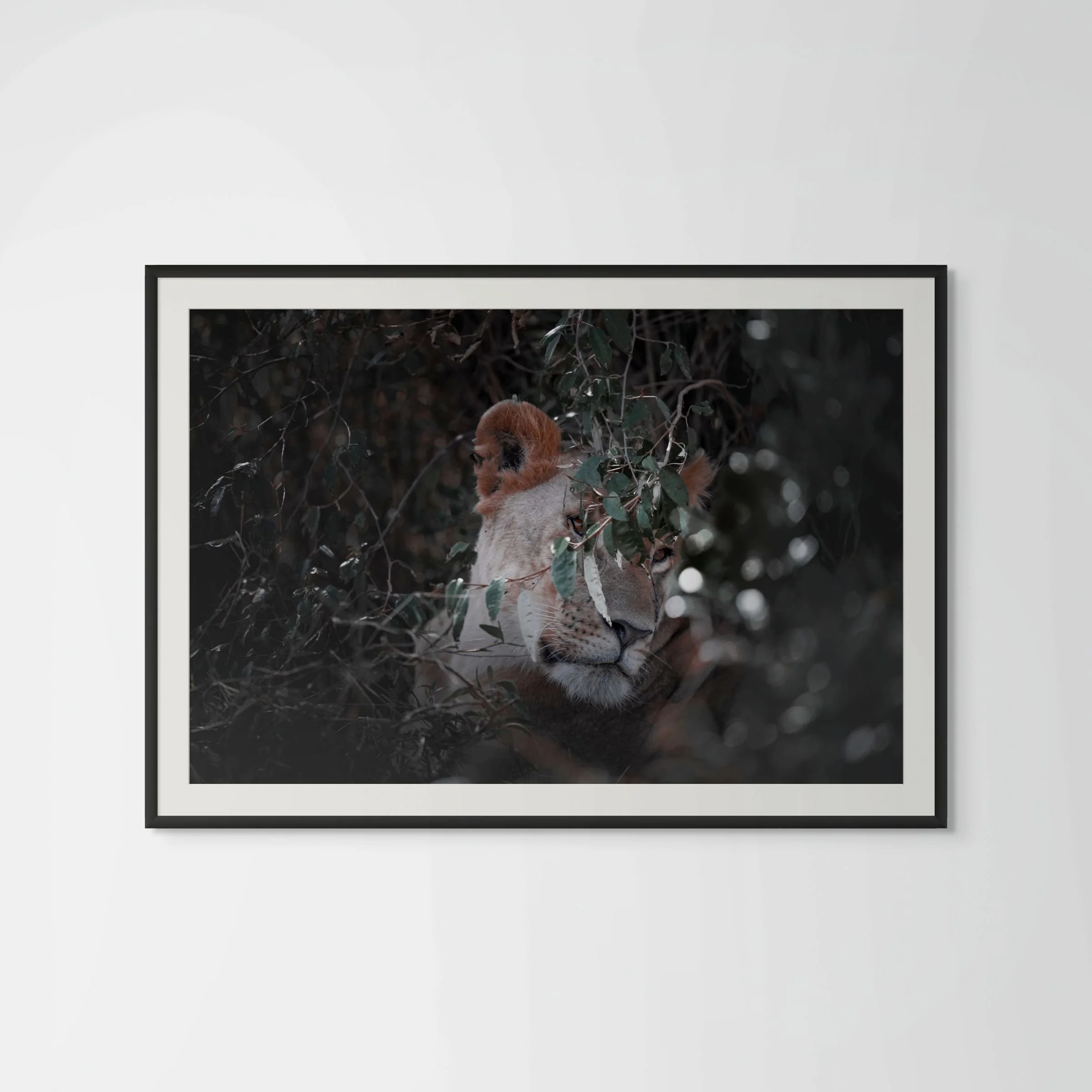 shrouded white background-large.jpg