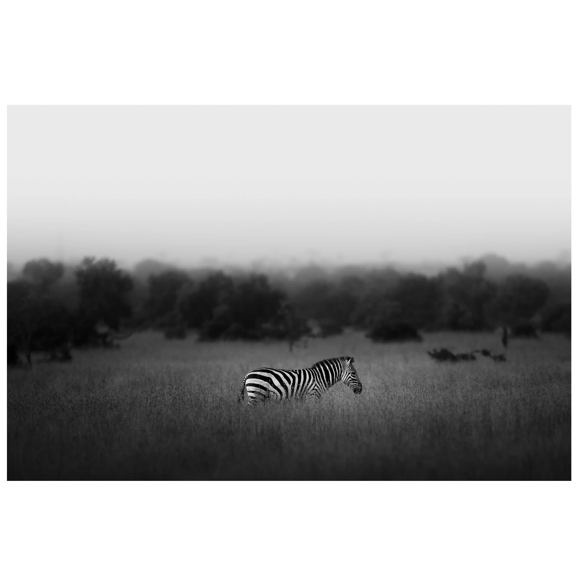 The Straggler 1x1 Ecom.jpg