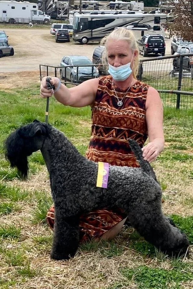 Studs Kerry Blue Terriers — Low Country Kennels