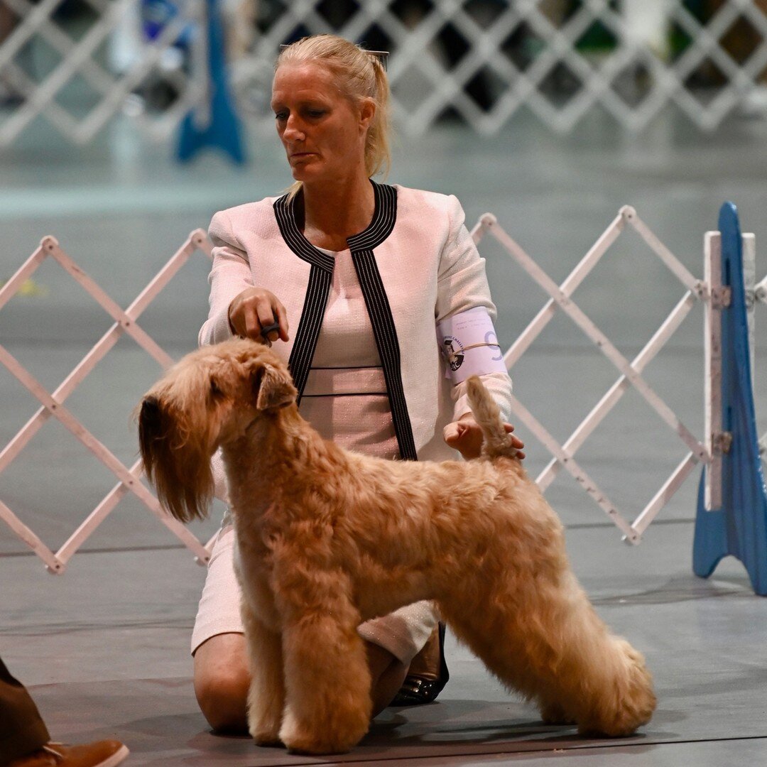 GCHB MARQUEE'S TROPICAL STORM. 
By GCHB Marquee Storm Warning - CH Marquee's Love Potion Number Nine. 
Dog. Owner: Richard Seaholm &amp; Sonya Urquhart, Bluffton, 
Breeder: C Richard Urquhart &amp; Sonya Urquhart.
(Tuesday Hanna, Agent).