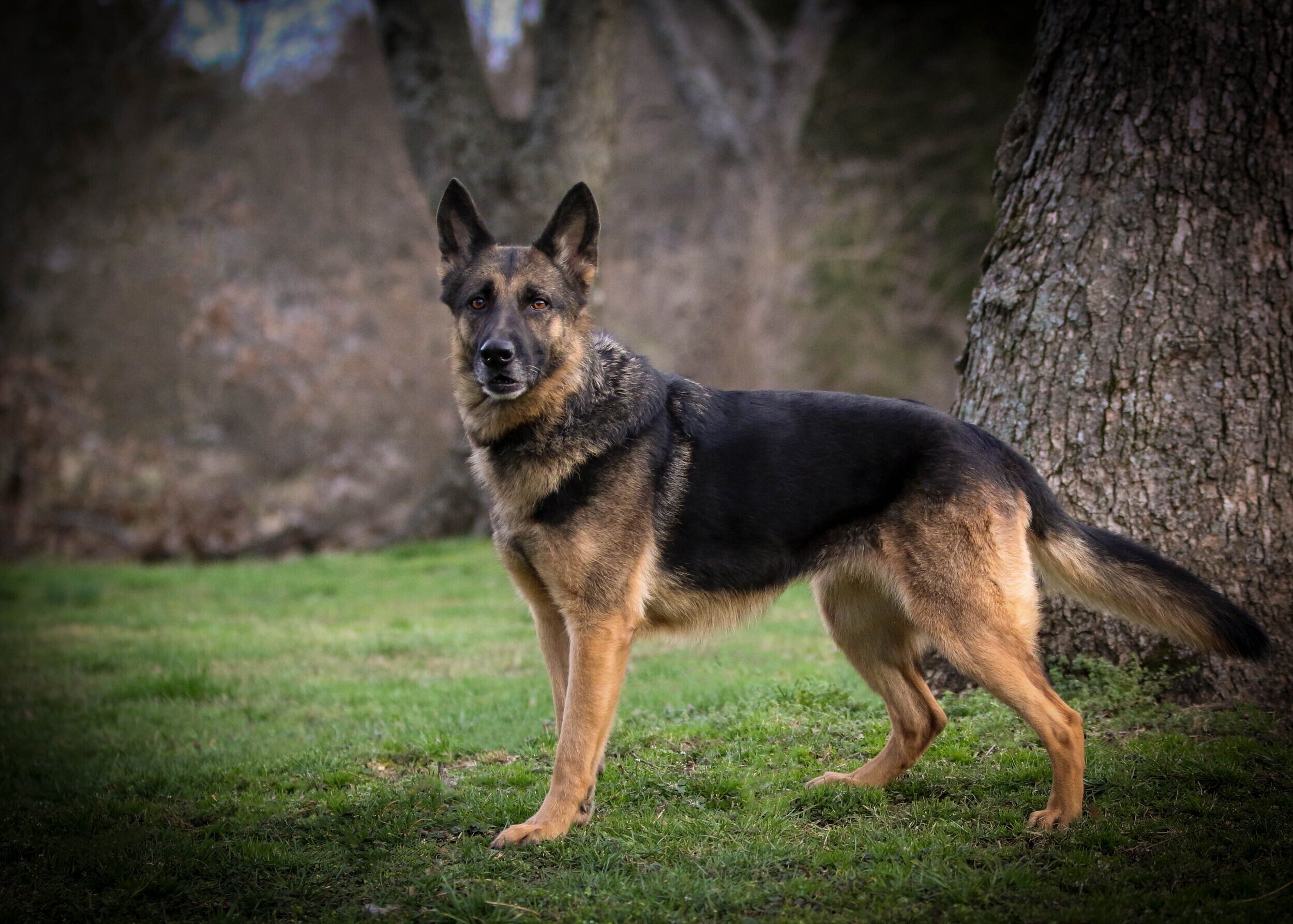 About — Middle Tennessee German Shepherd Rescue