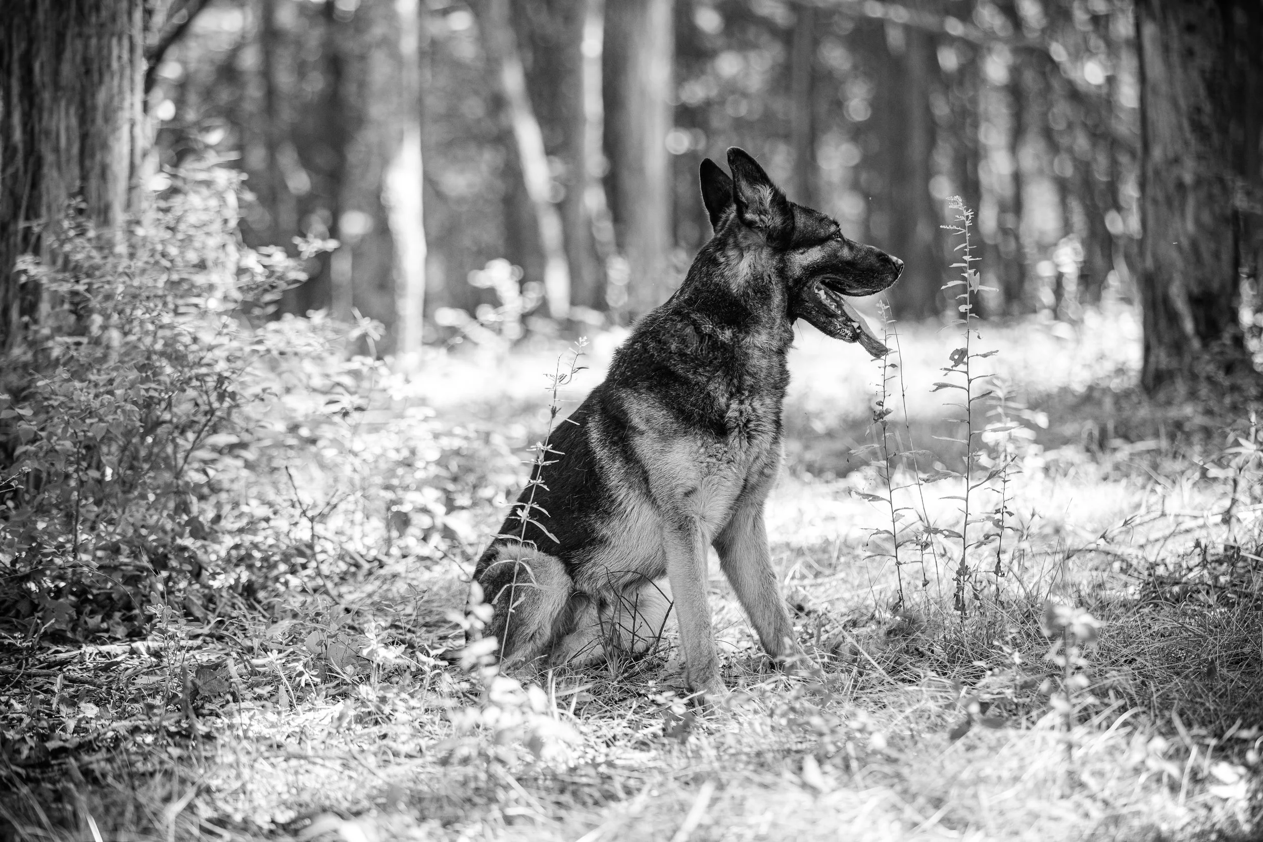 Shelton-10 Smaller.jpg