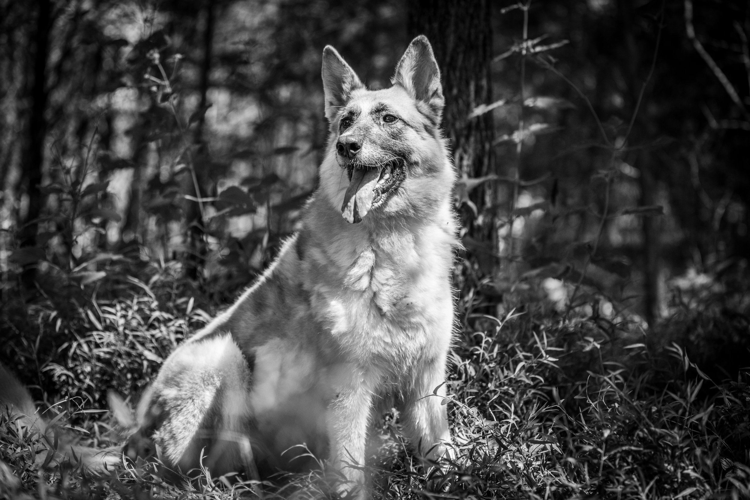 Ella-04 Smaller.jpg