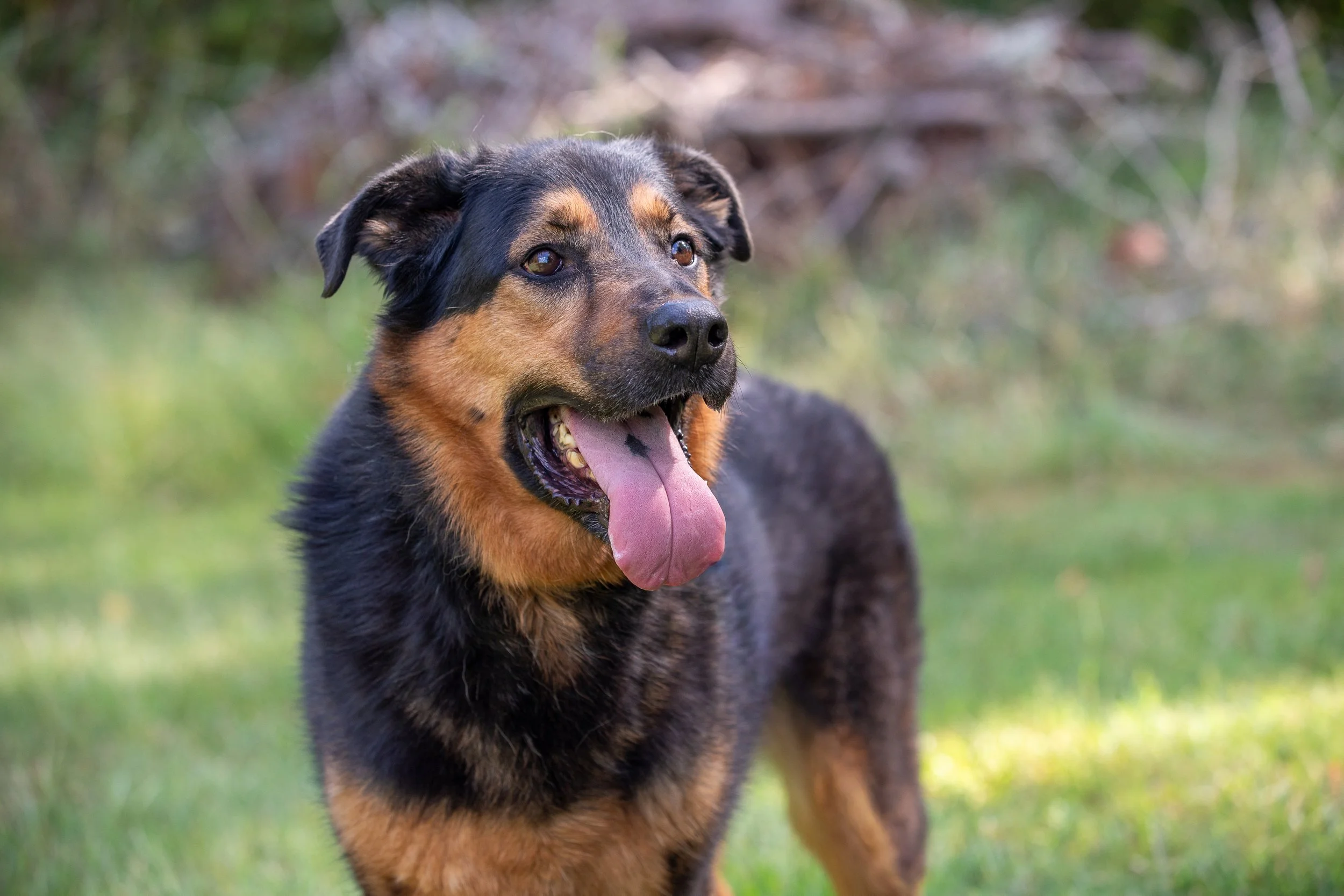 Reggie-16 Smaller.jpg