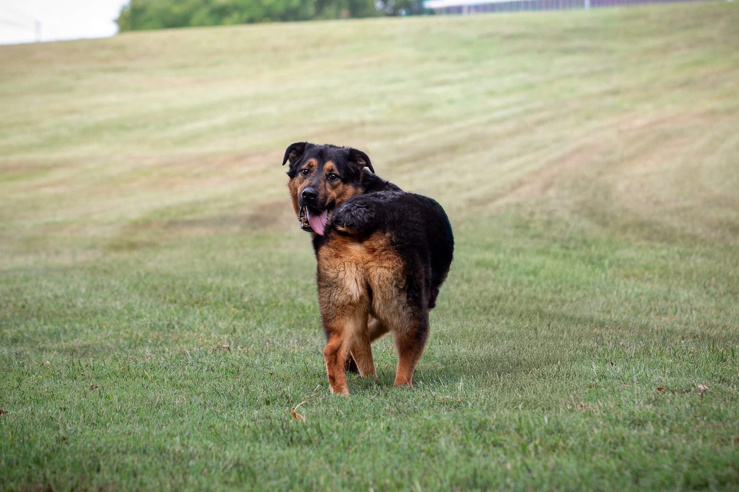 Reggie-24 Smaller.jpg