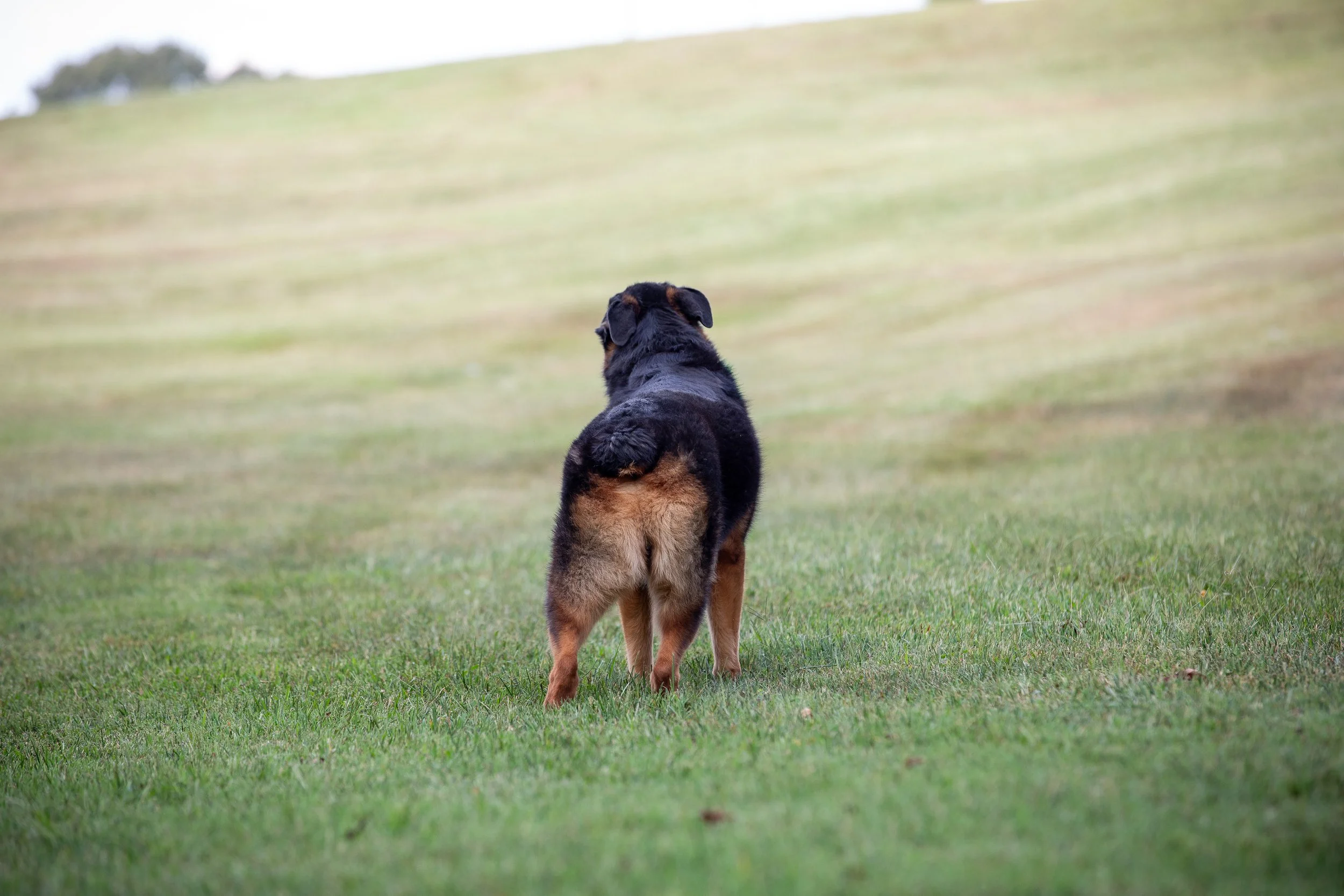 Reggie-25 Smaller.jpg