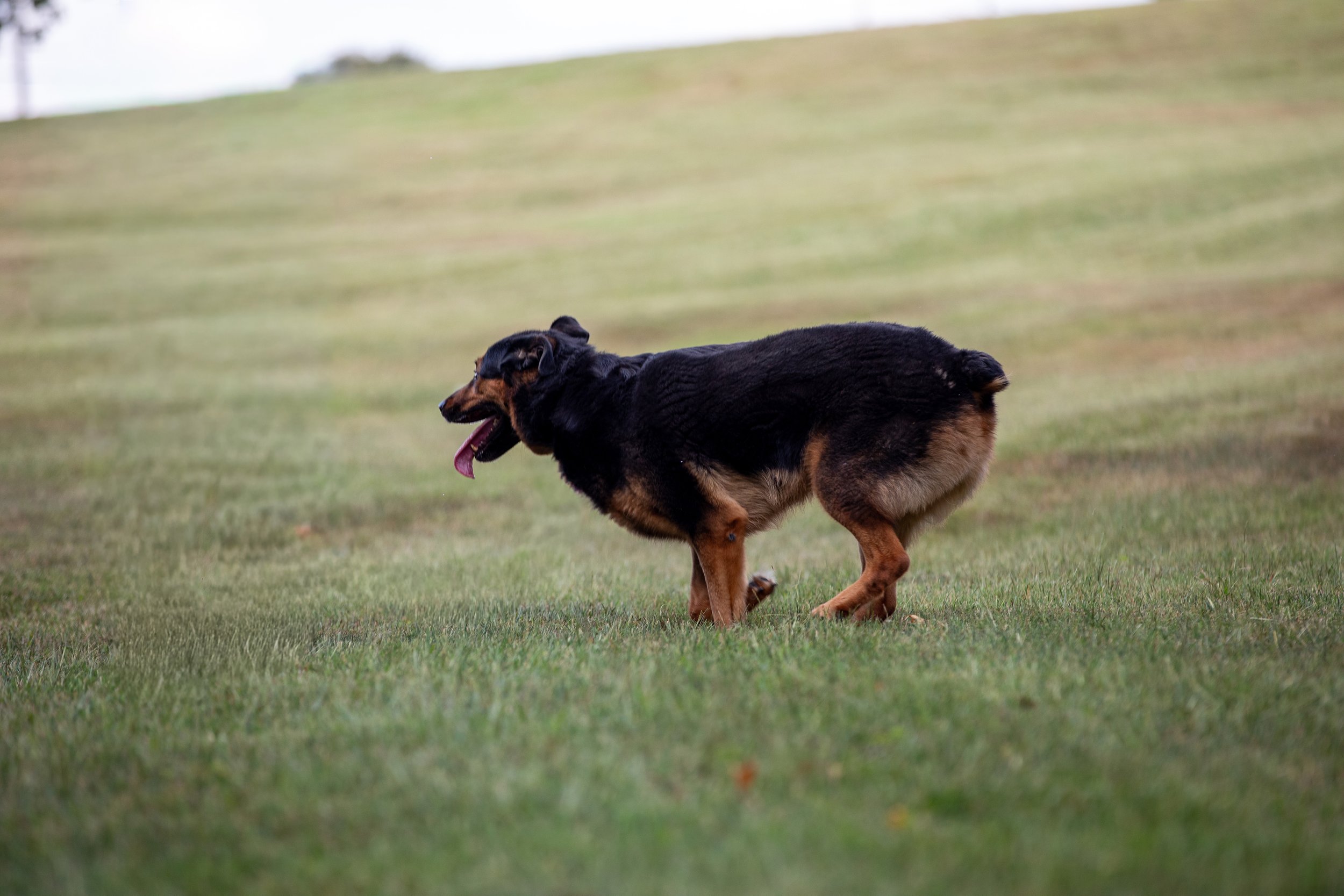 Reggie-26 Smaller.jpg