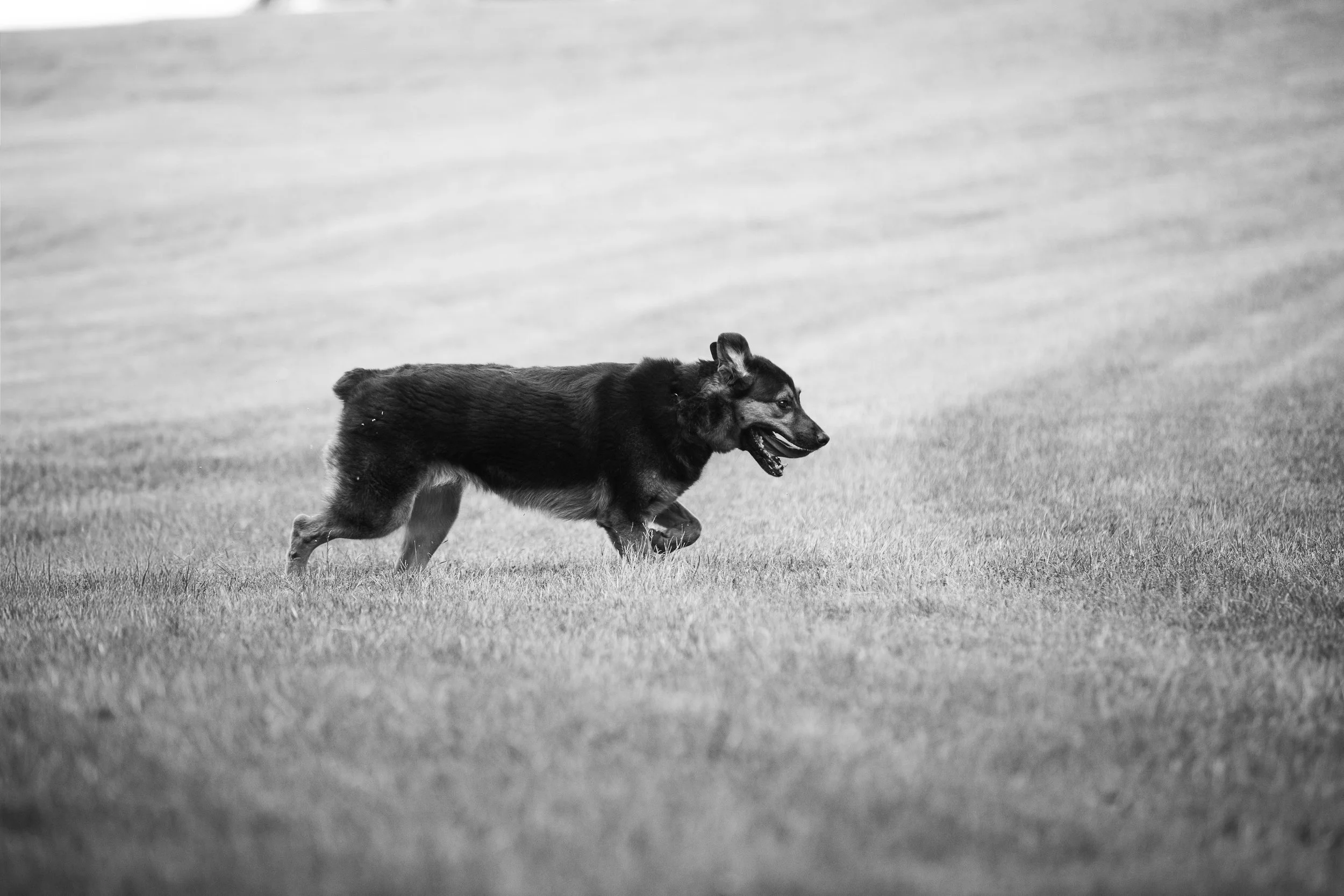 Reggie-28 Smaller.jpg