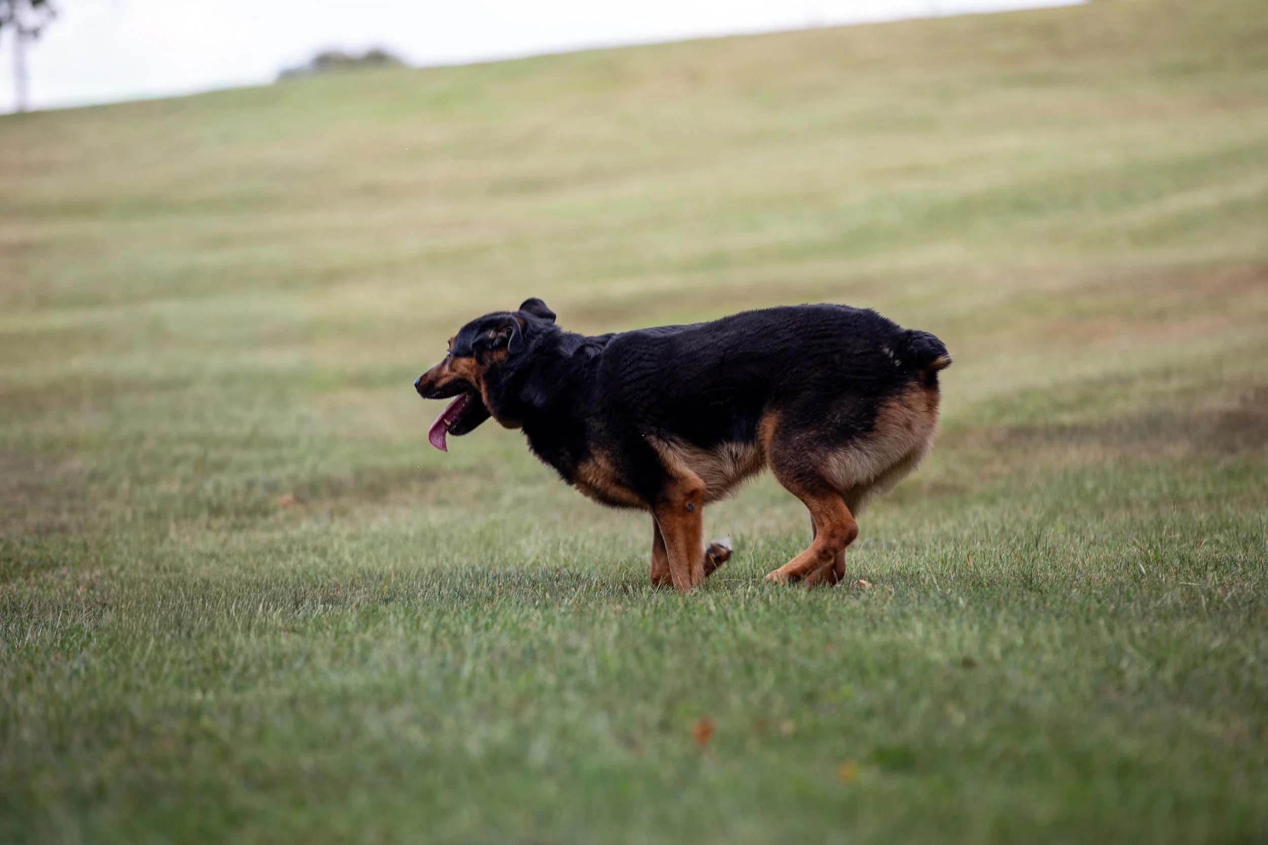 Reggie-26 Smaller.jpg