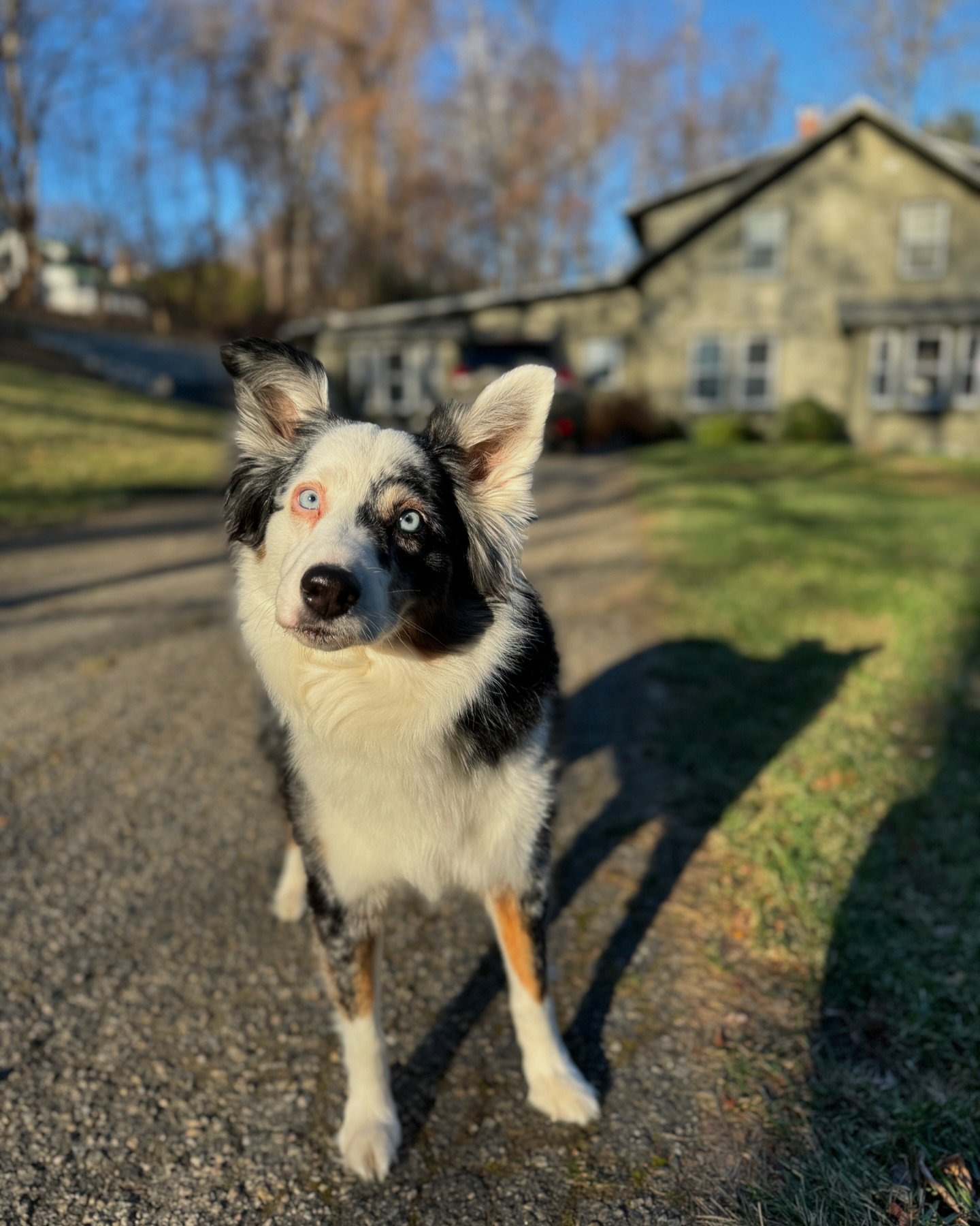 November life update: Stella turned 10! 🥹 🐾, my best friend since childhood married her soul mate 🫶🏻💍, B &amp; I celebrated our first Thanksgiving together in New England with my soon to be fam in-law 🦃, &amp; we hosted our first guests EVER in