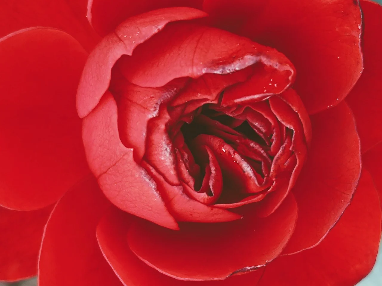 Magan Bloom leaves a 5 star review for Madame Creatrix