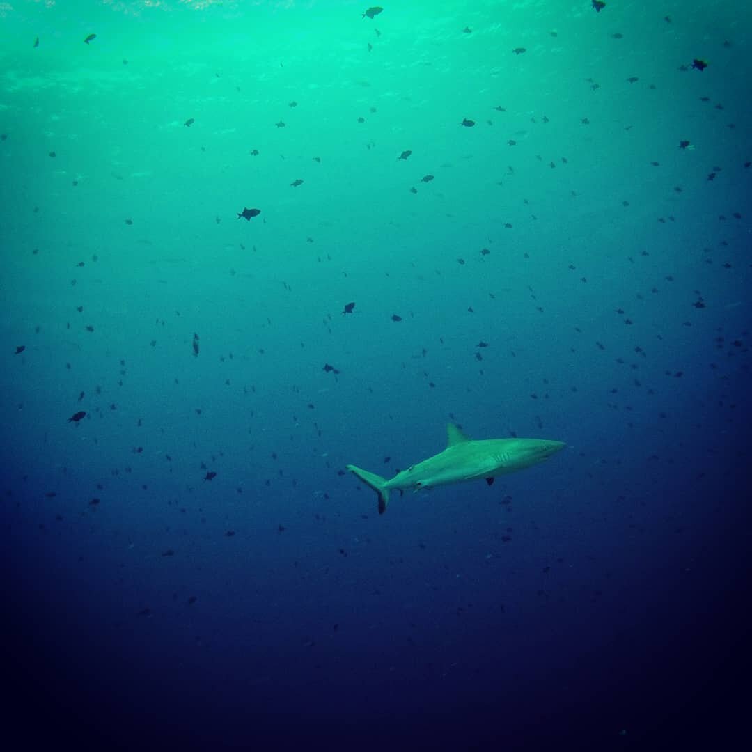 And no #sharkweek #takeover would be complete without some actual pictures of sharks. This was taken during one of my favorite dives at the Blue Corner in Palau.

#erintakesover #diving #shark